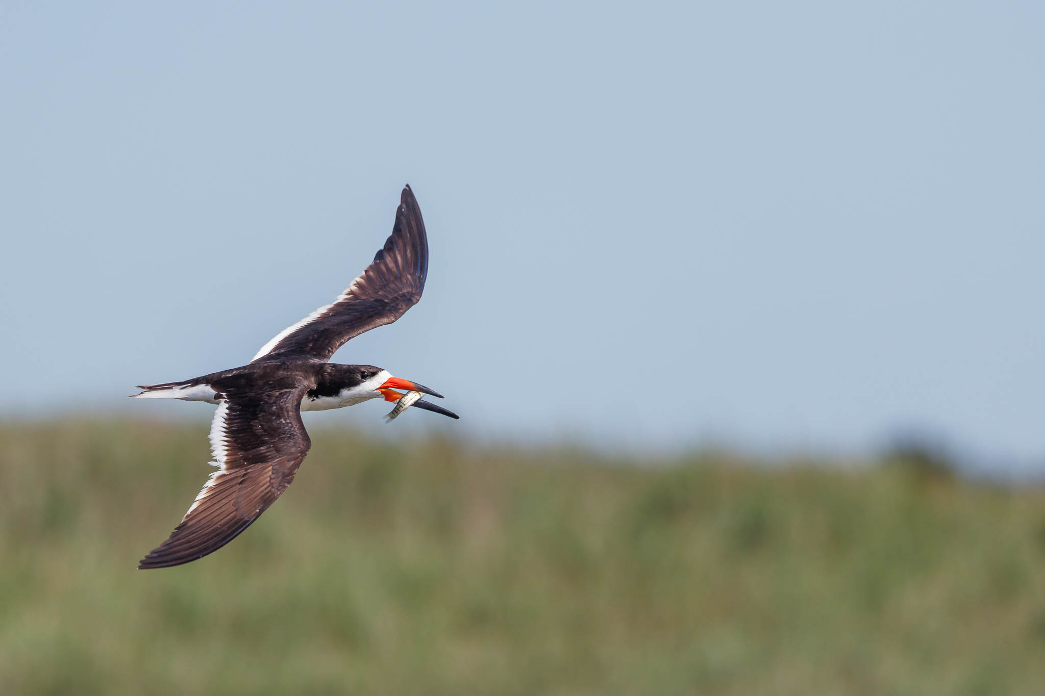 Black Skimmer