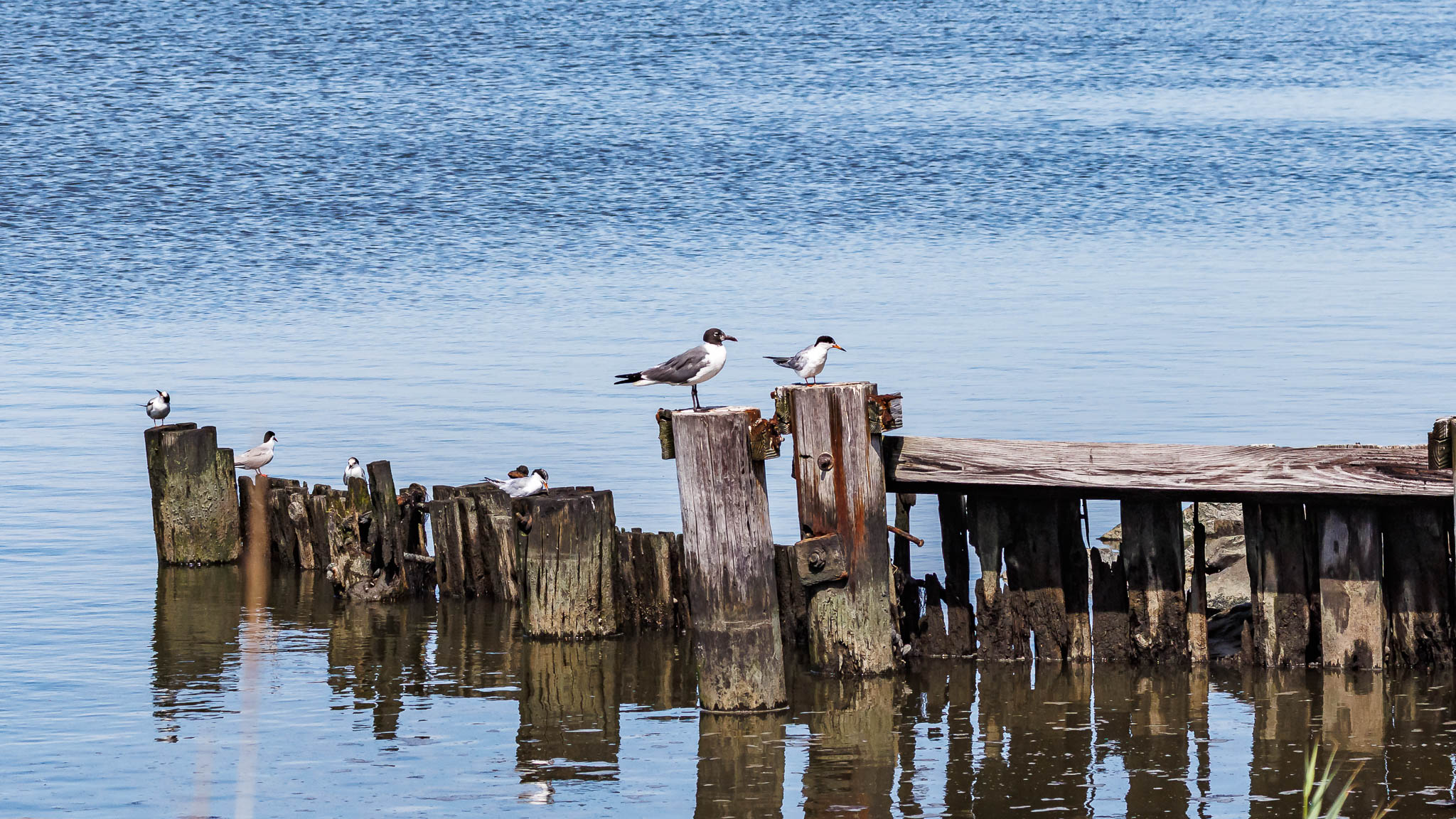 Laughing Gull