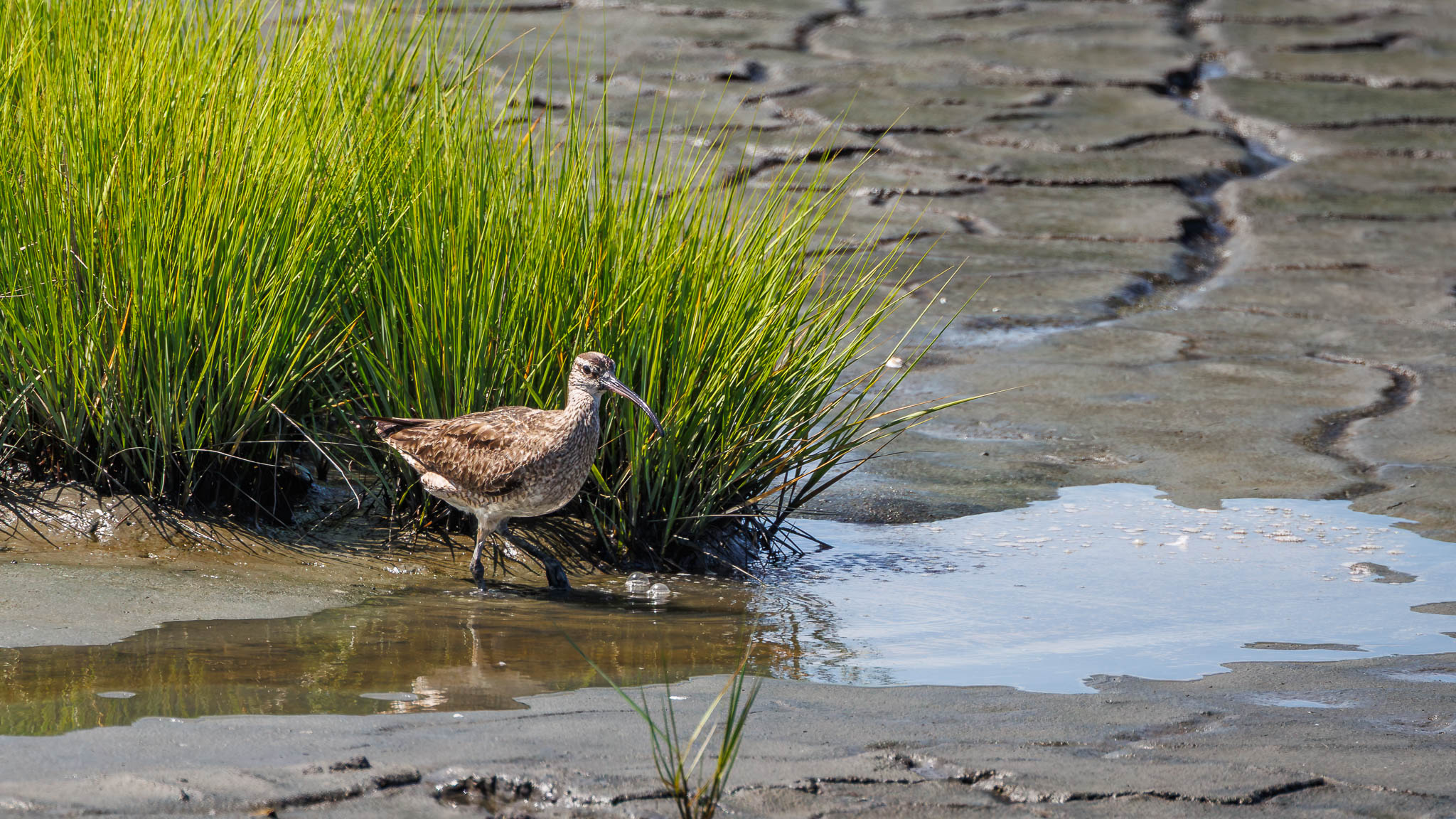 Whimbrel
