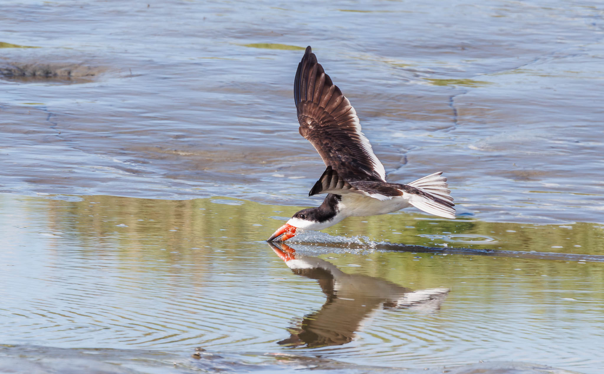 Black Skimmer