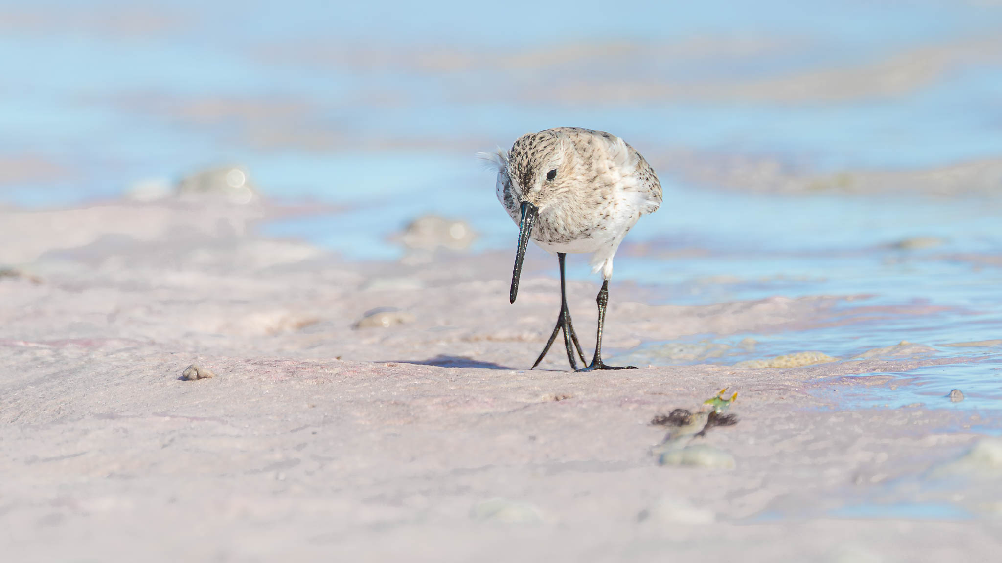 Dunlin