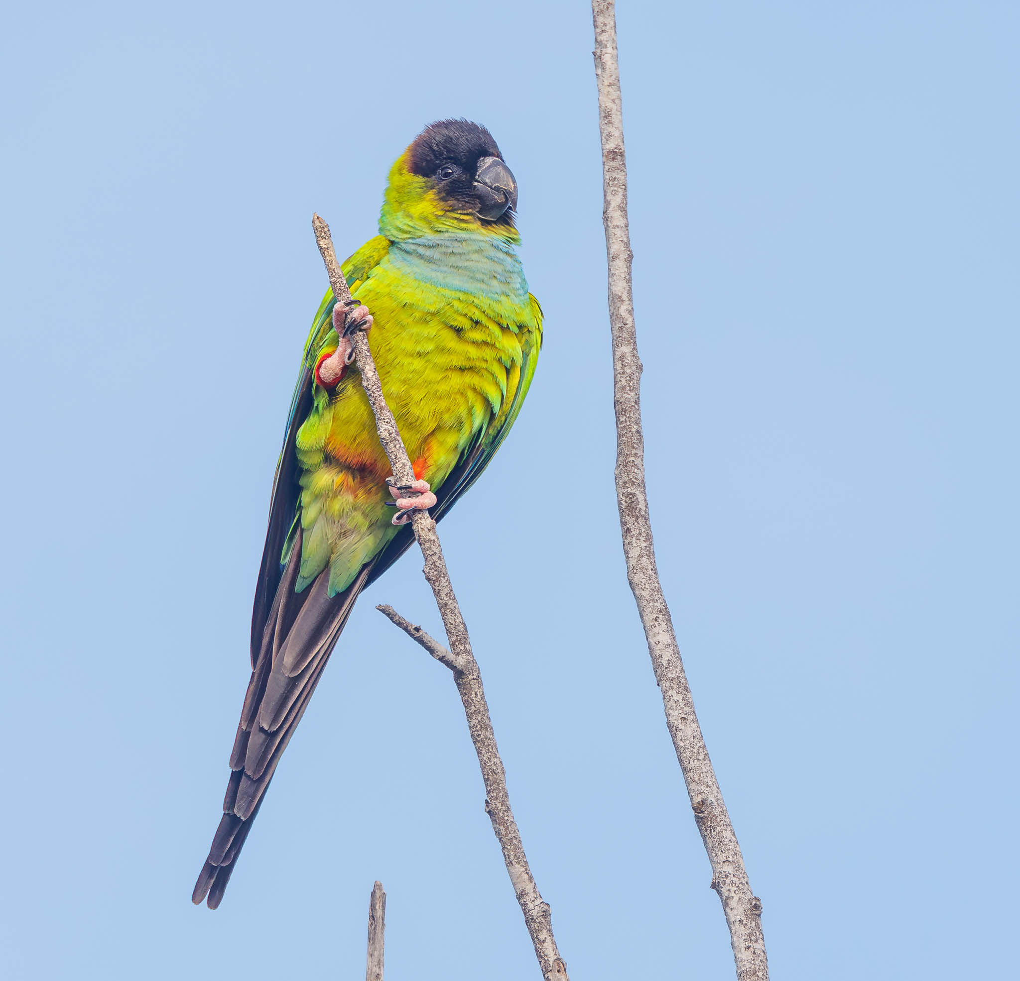 Nanday Parakeets