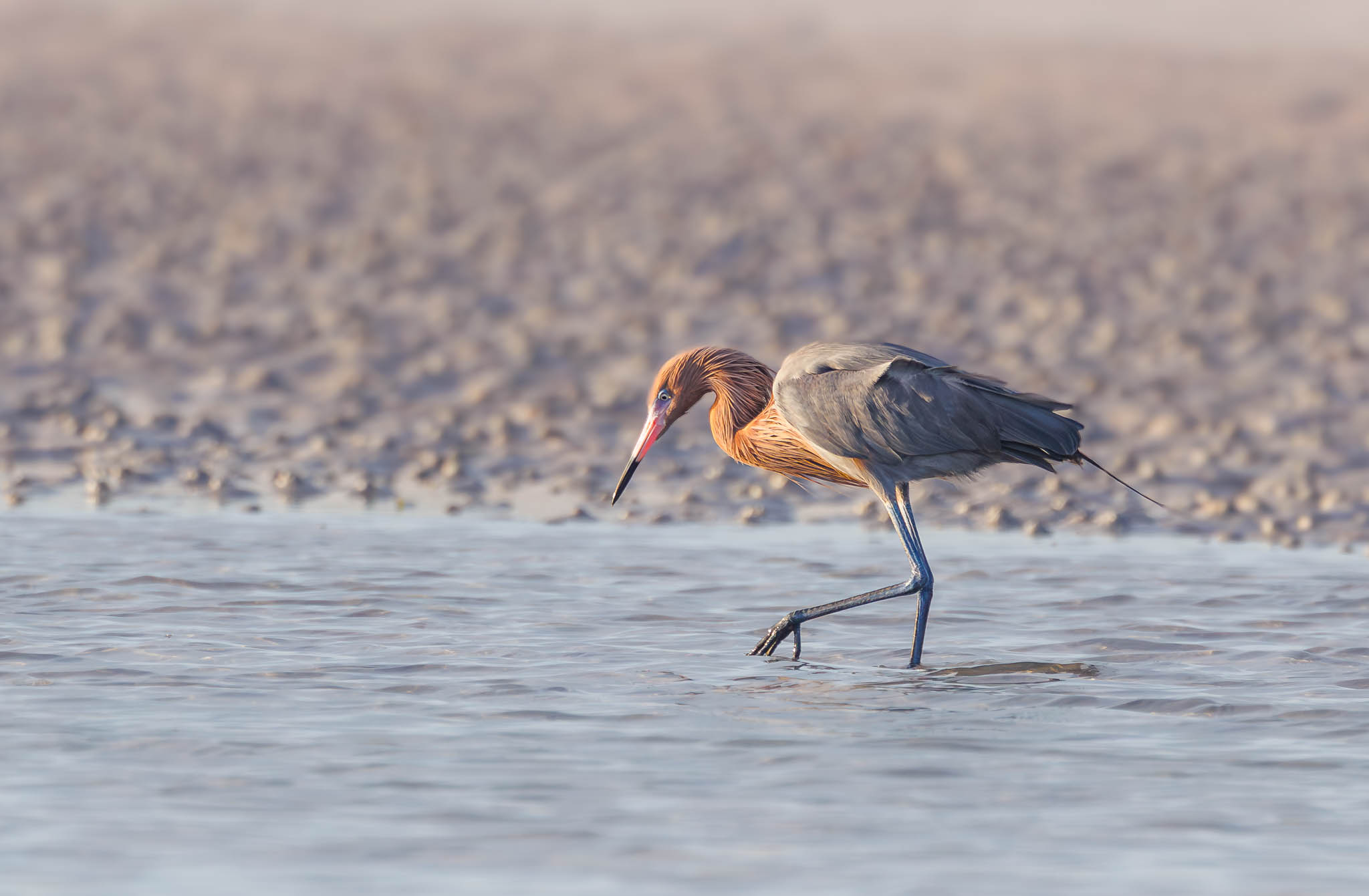 Reddish Egret
