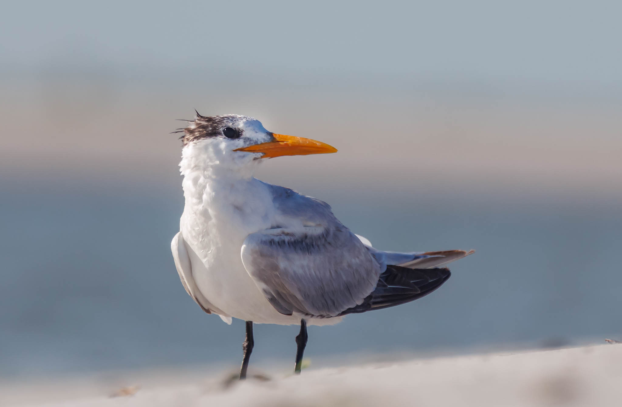 Royal Tern
