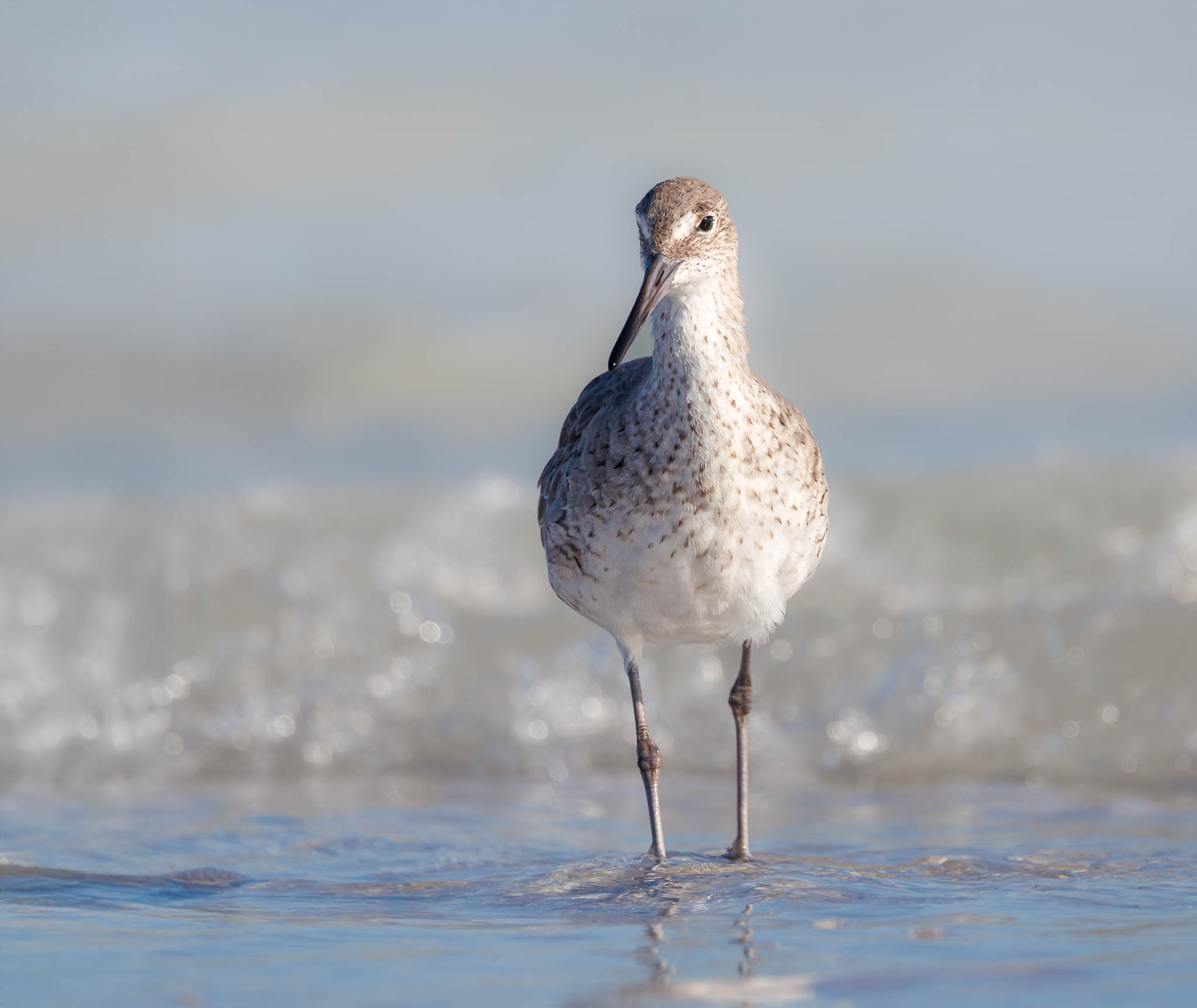 Willet
