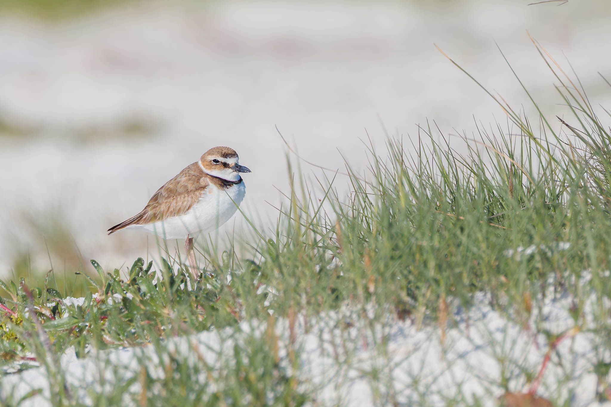 Wilson's Plover