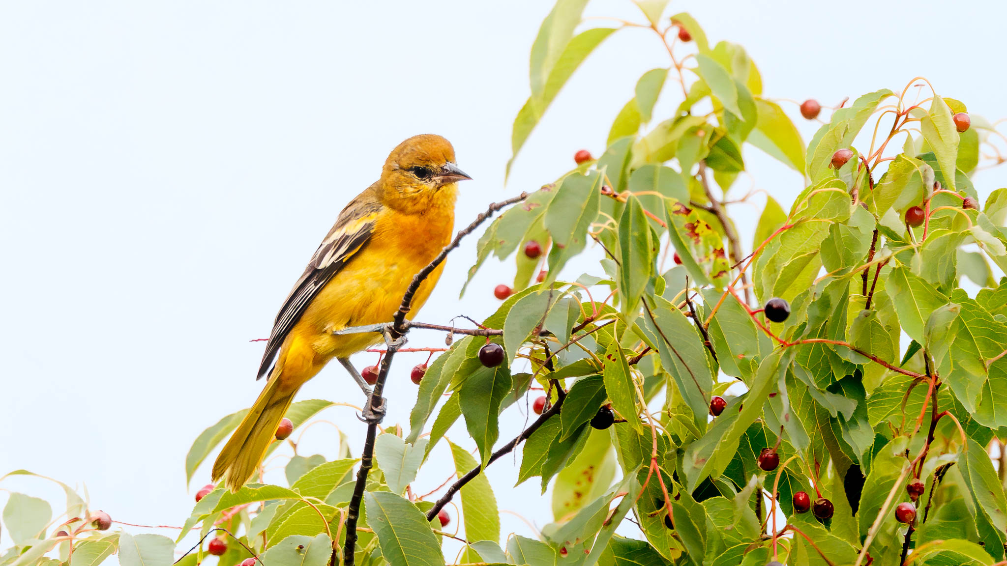 Baltimore Oriole