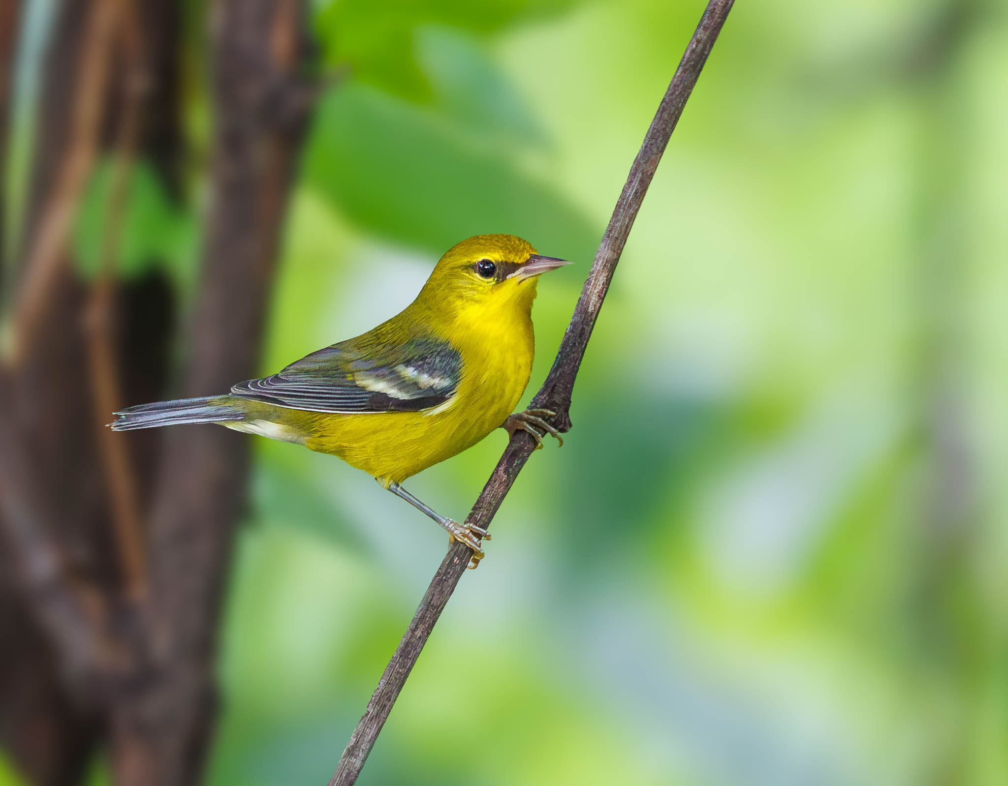 Blue Winged Warbler