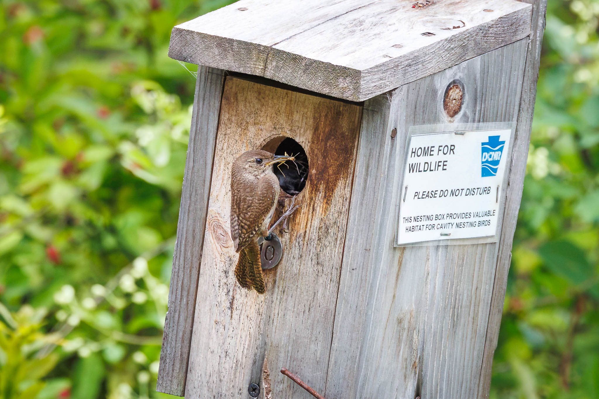 House Wren