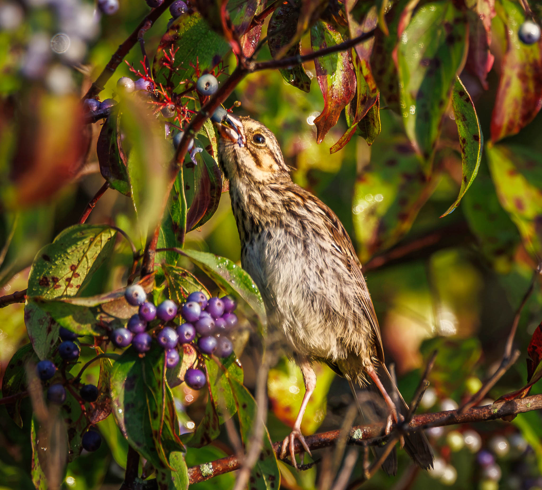 Song Sparrow