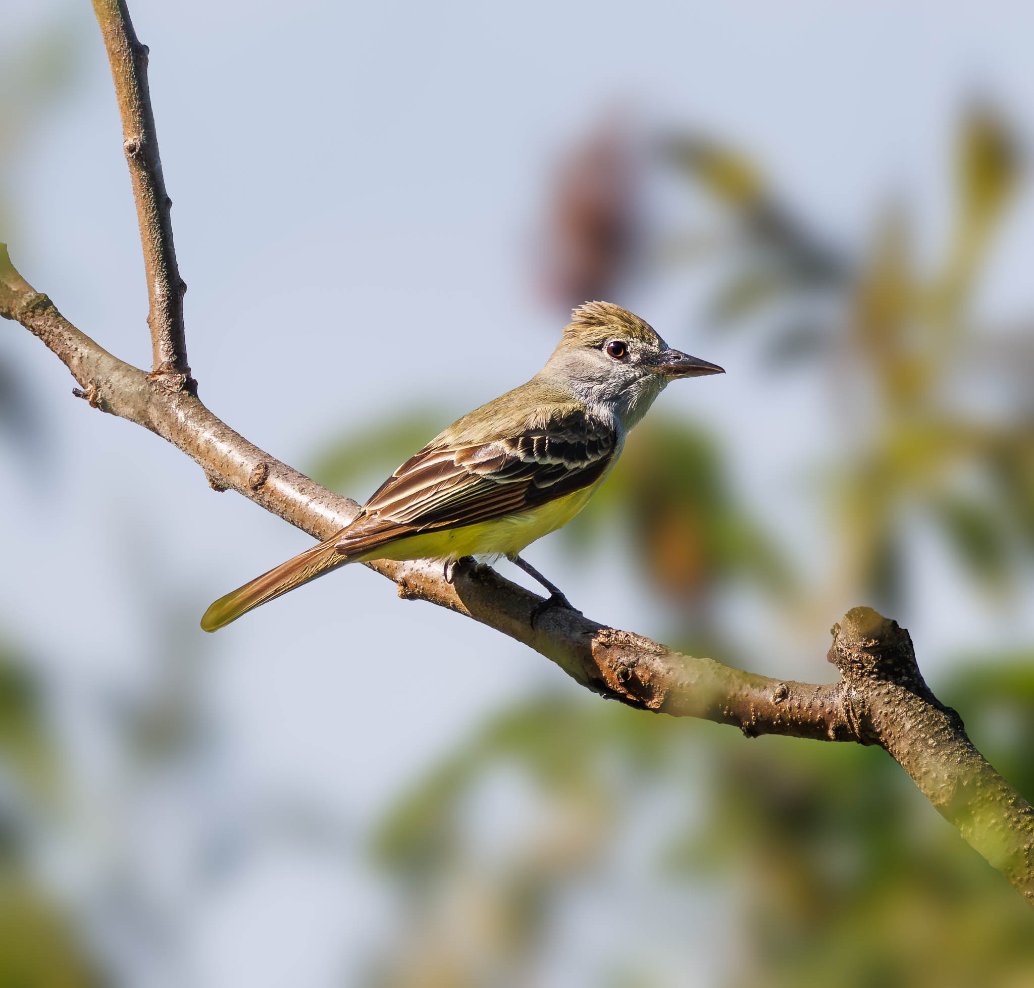 Great Crested Flycatcher