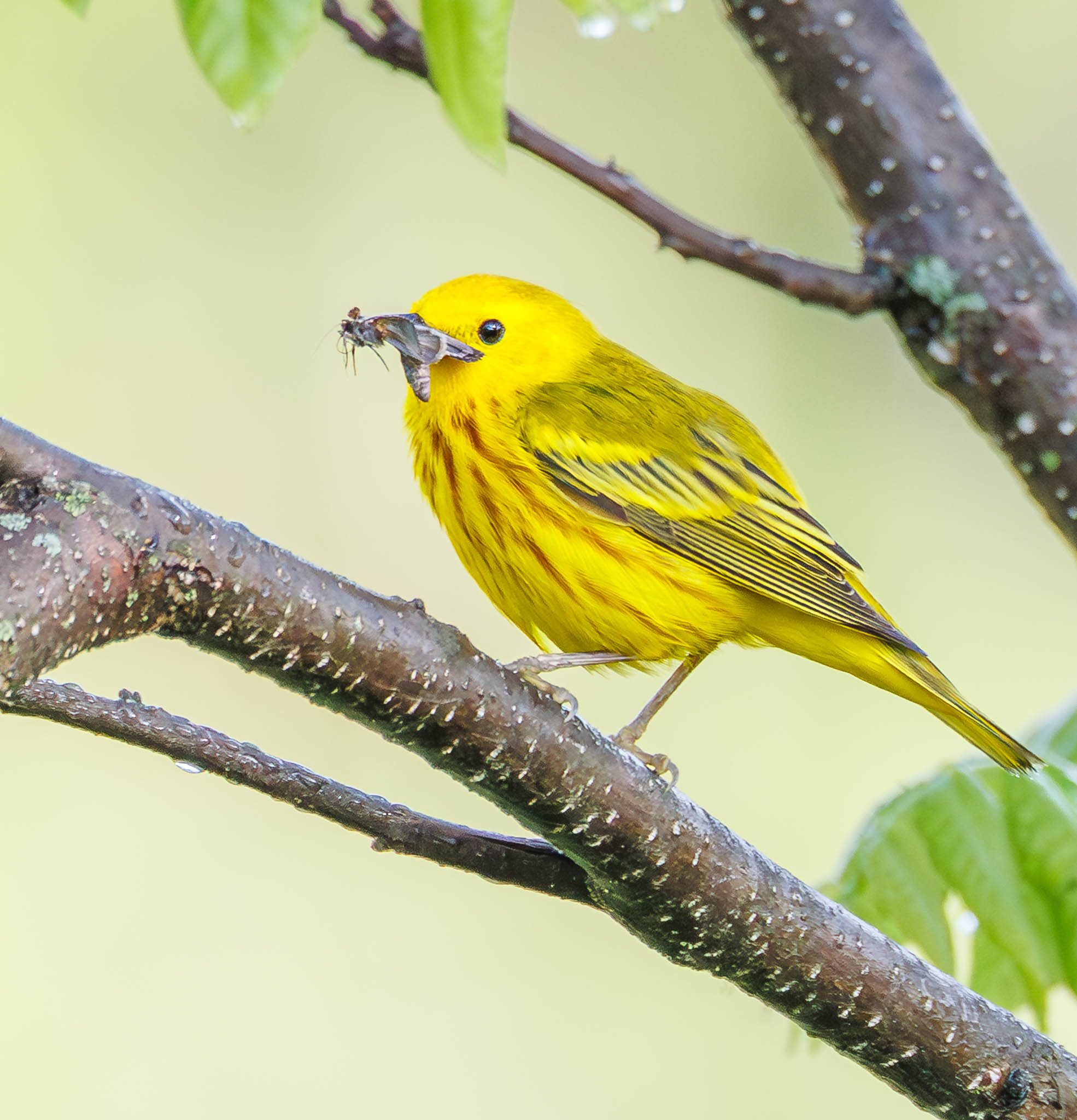 Yellow Warbler