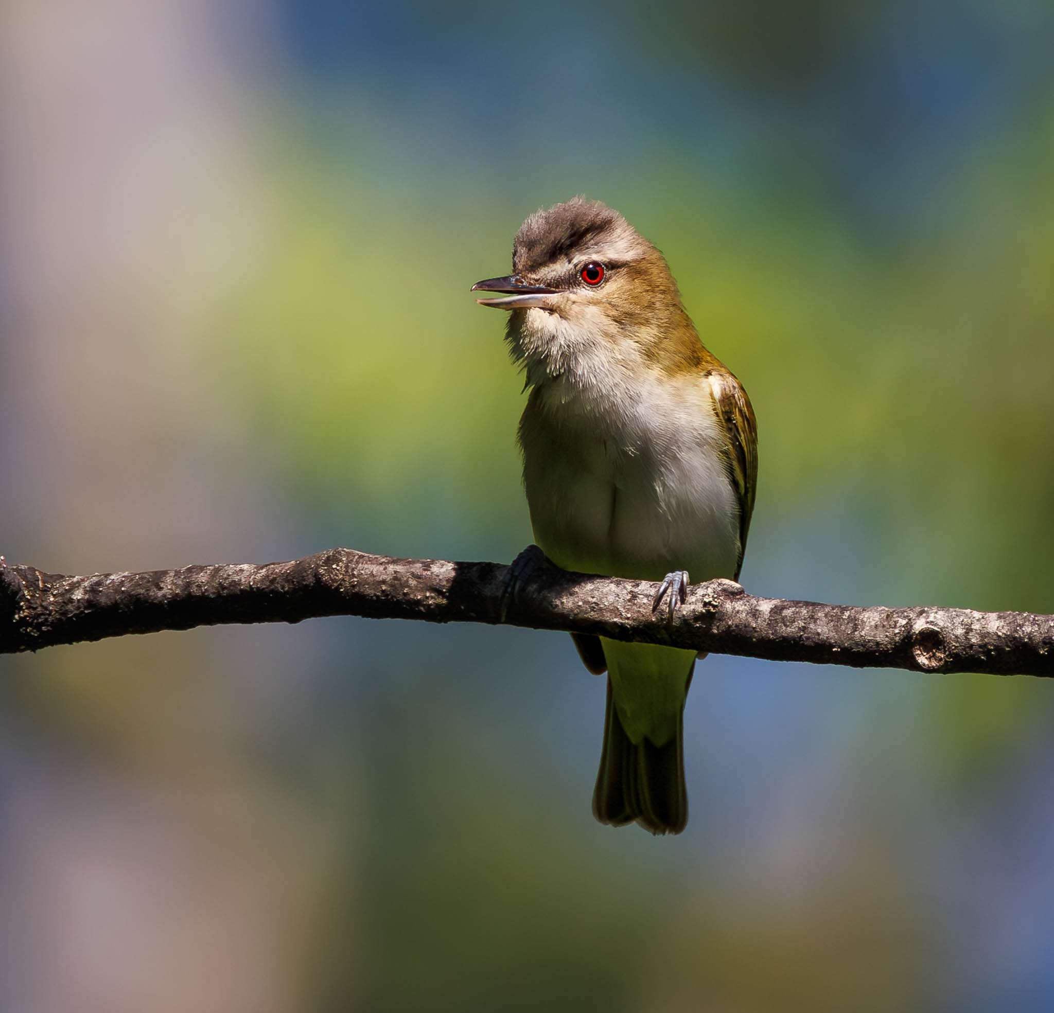 Warbling Vireo