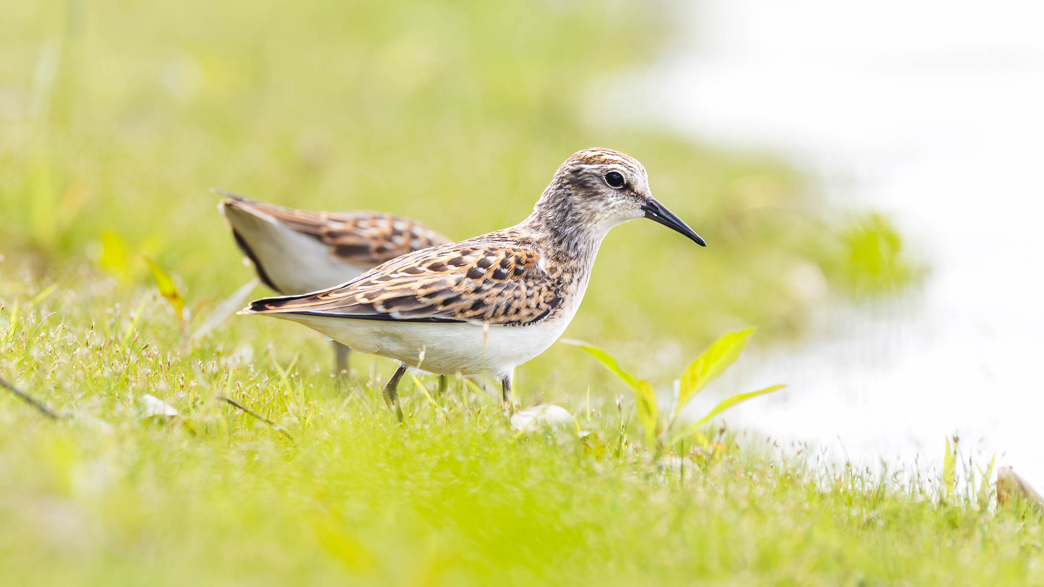 Least Sandpiper