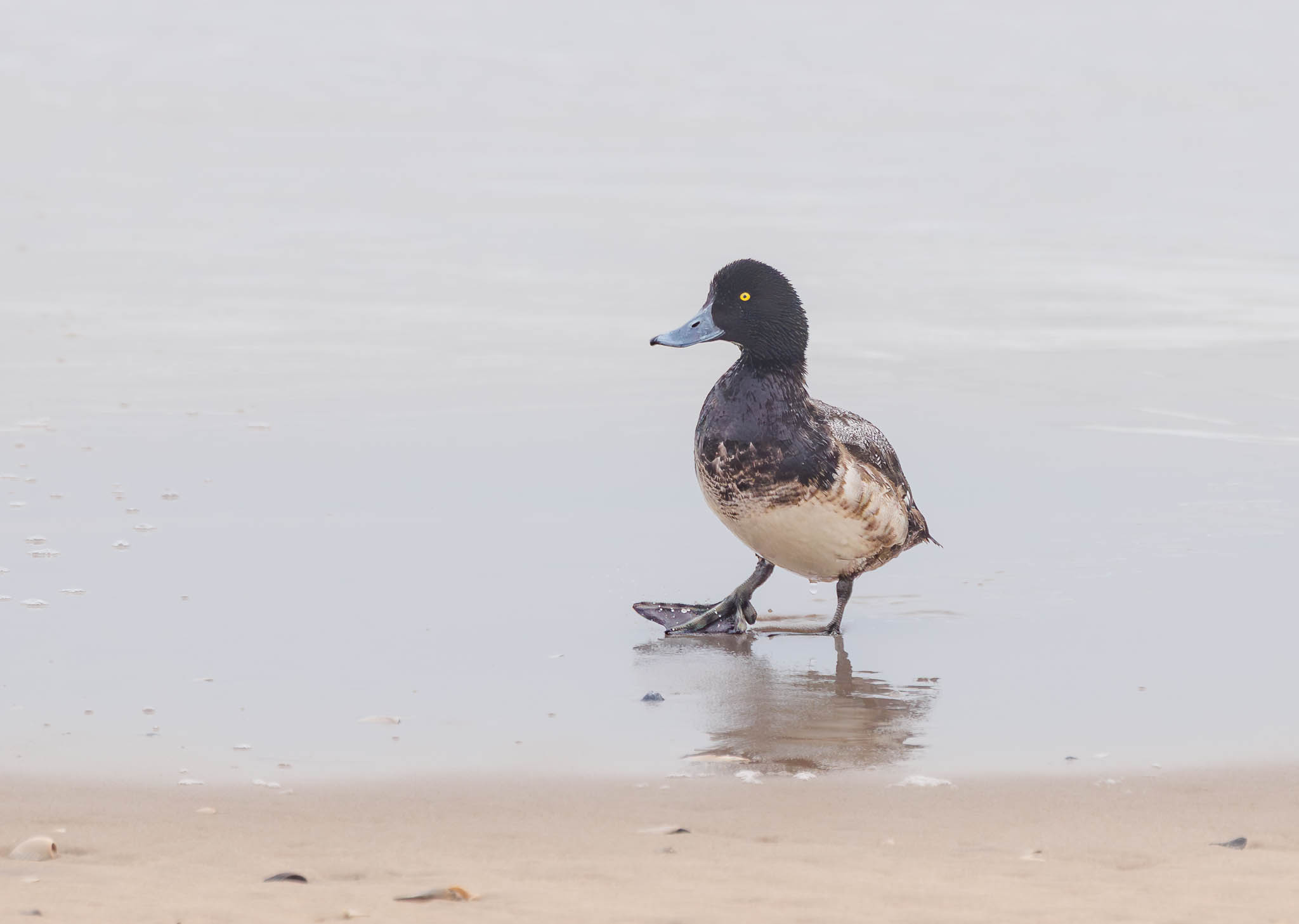 Greater Scaup