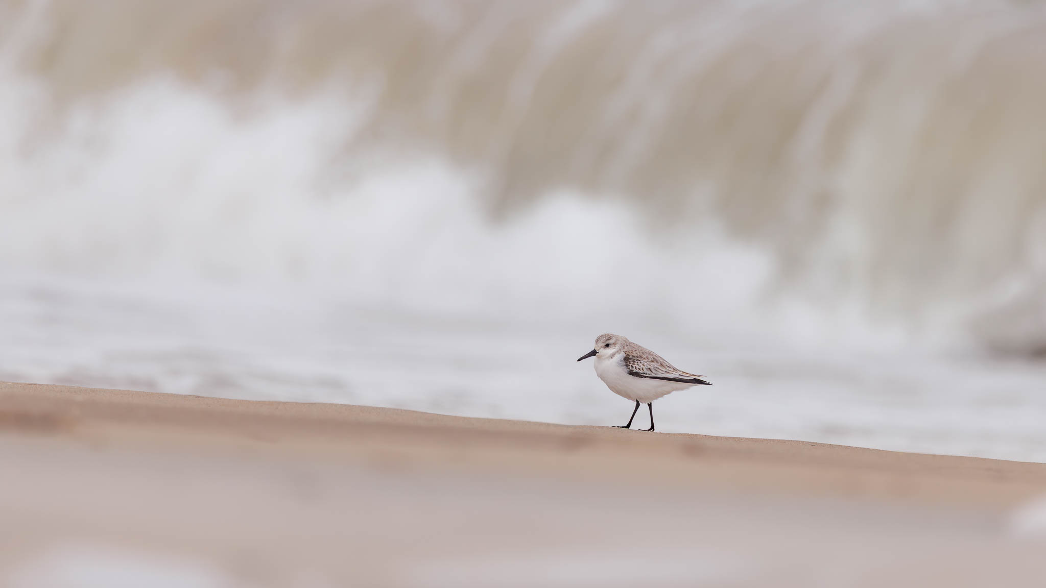 Sanderling