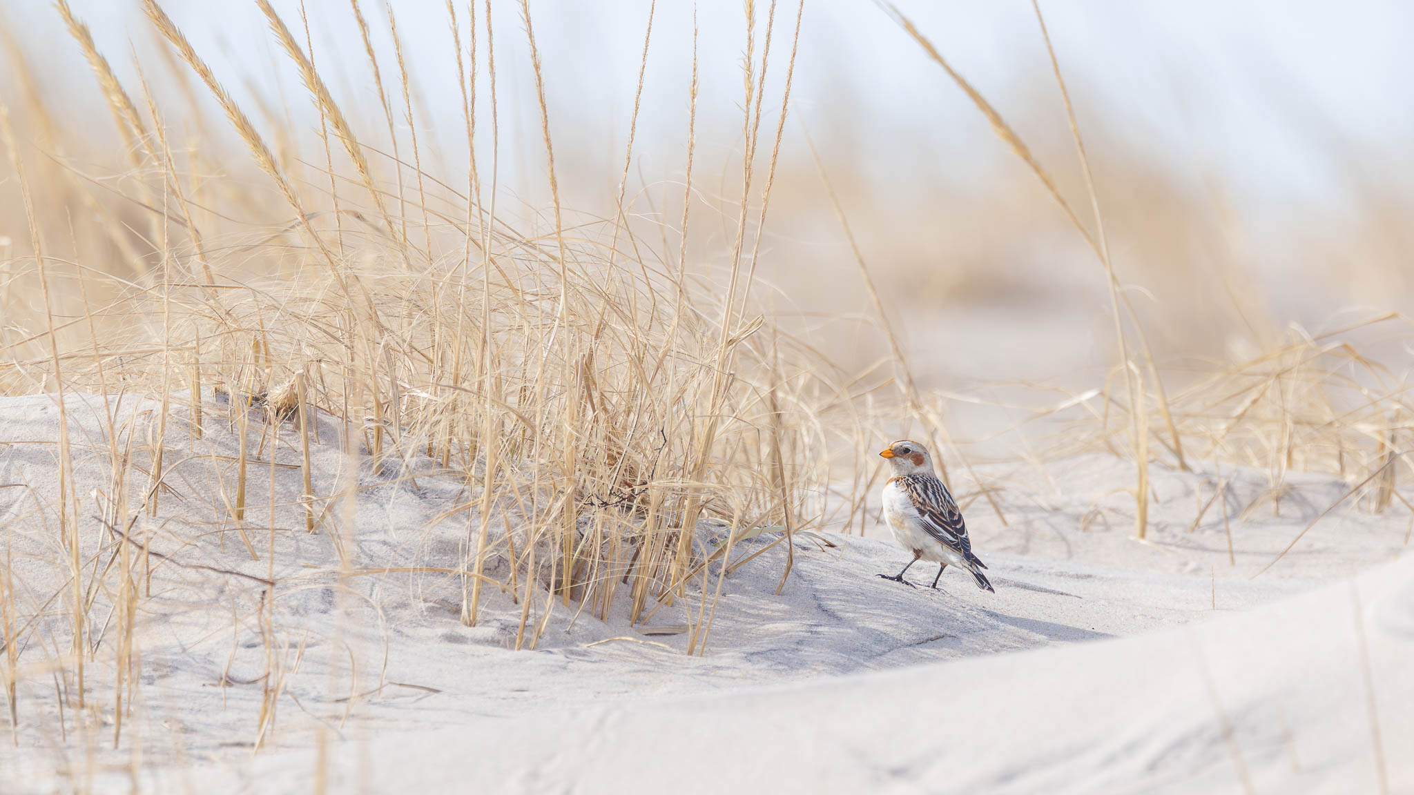 Snow Bunting