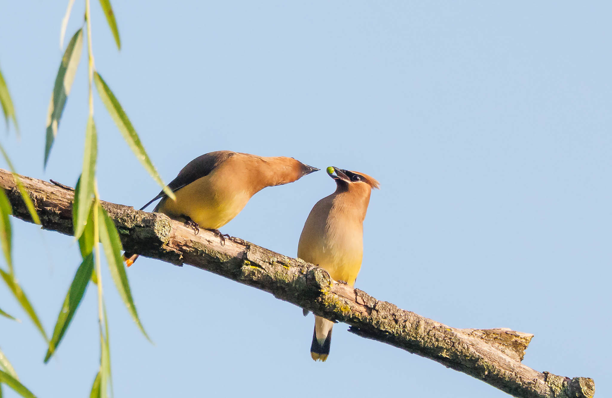 Cedar Waxwing