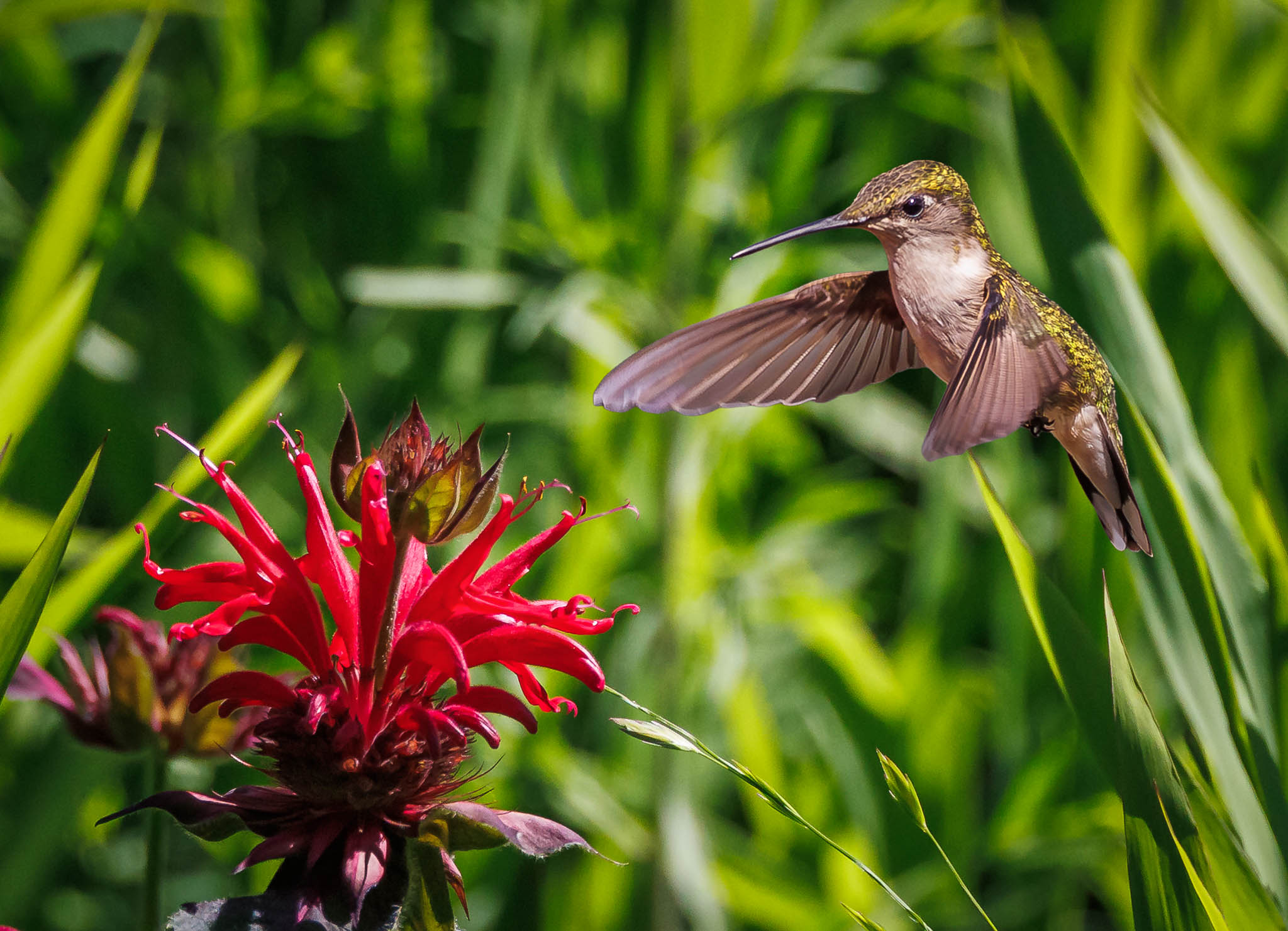 Ruby-throated Hummingbird