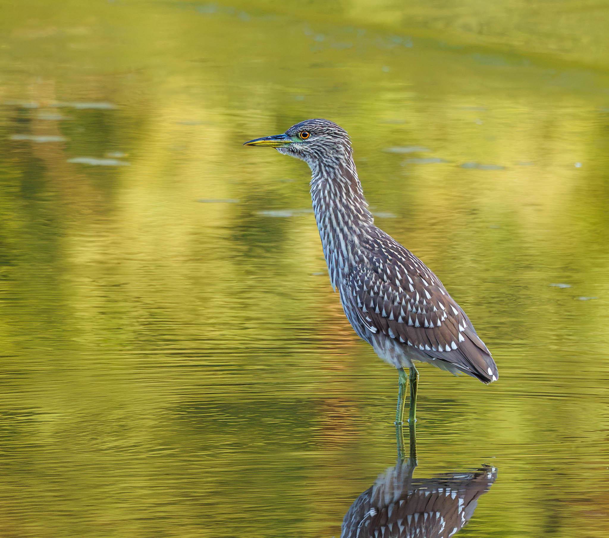 Black Crowned Night Heron