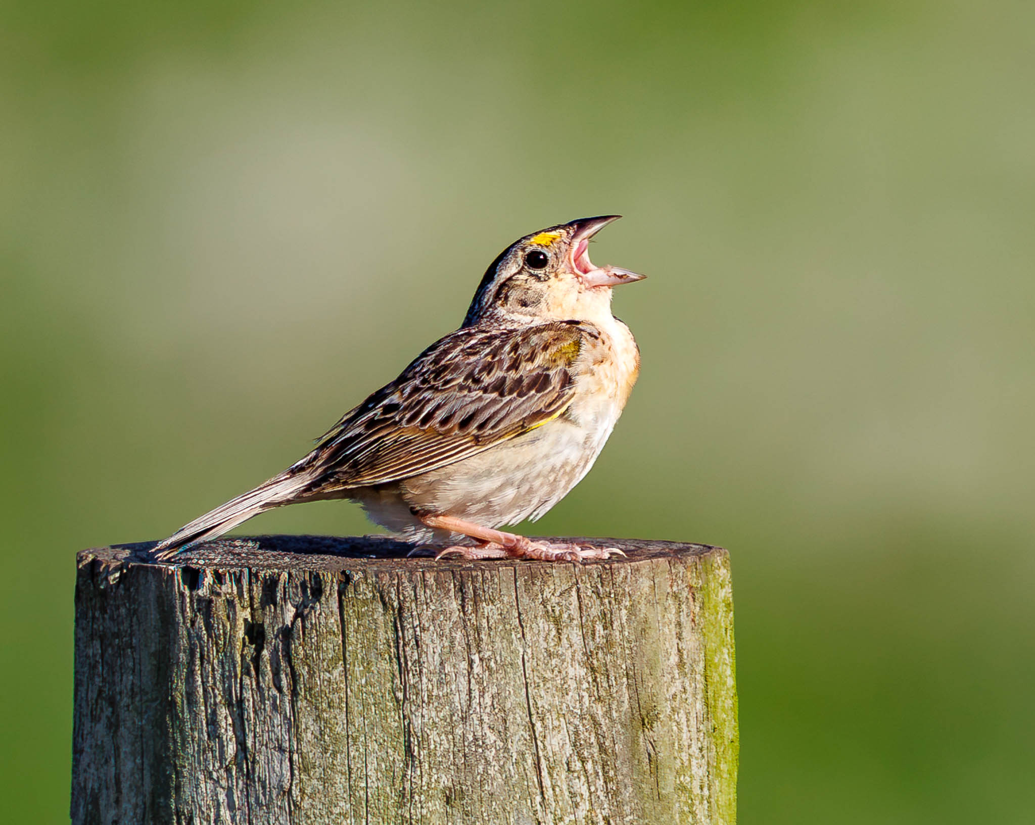 Grasshopper Sparrow