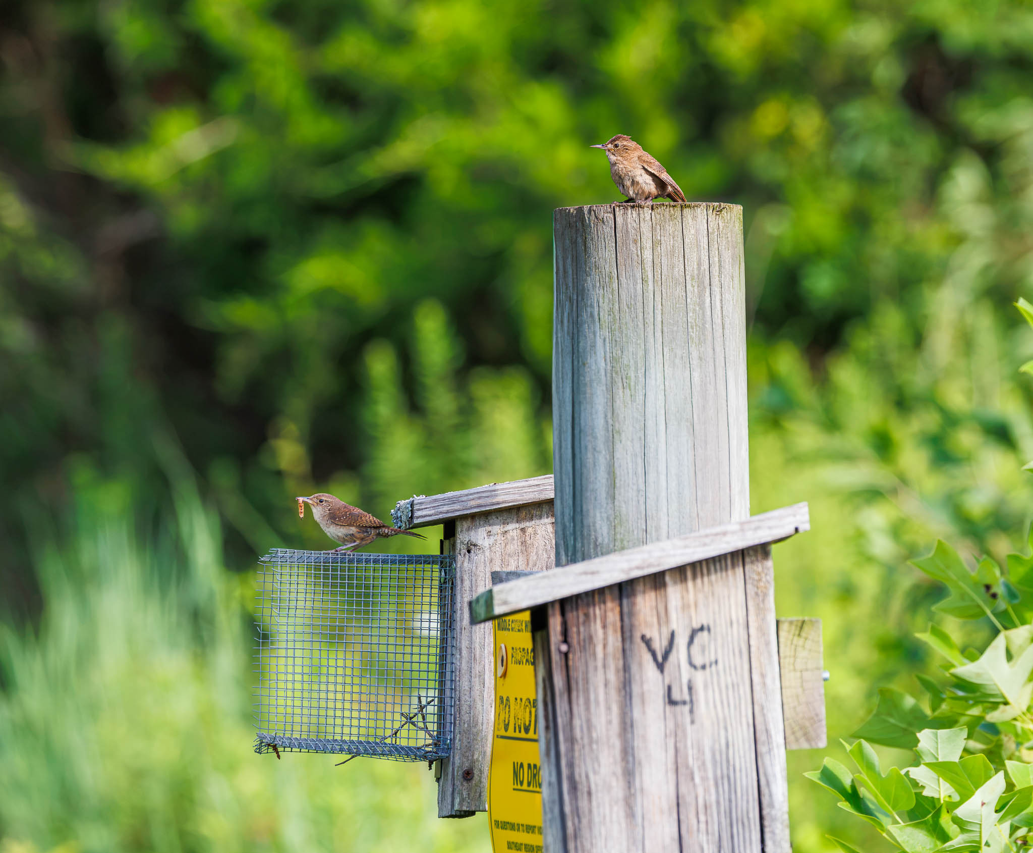 House Wren