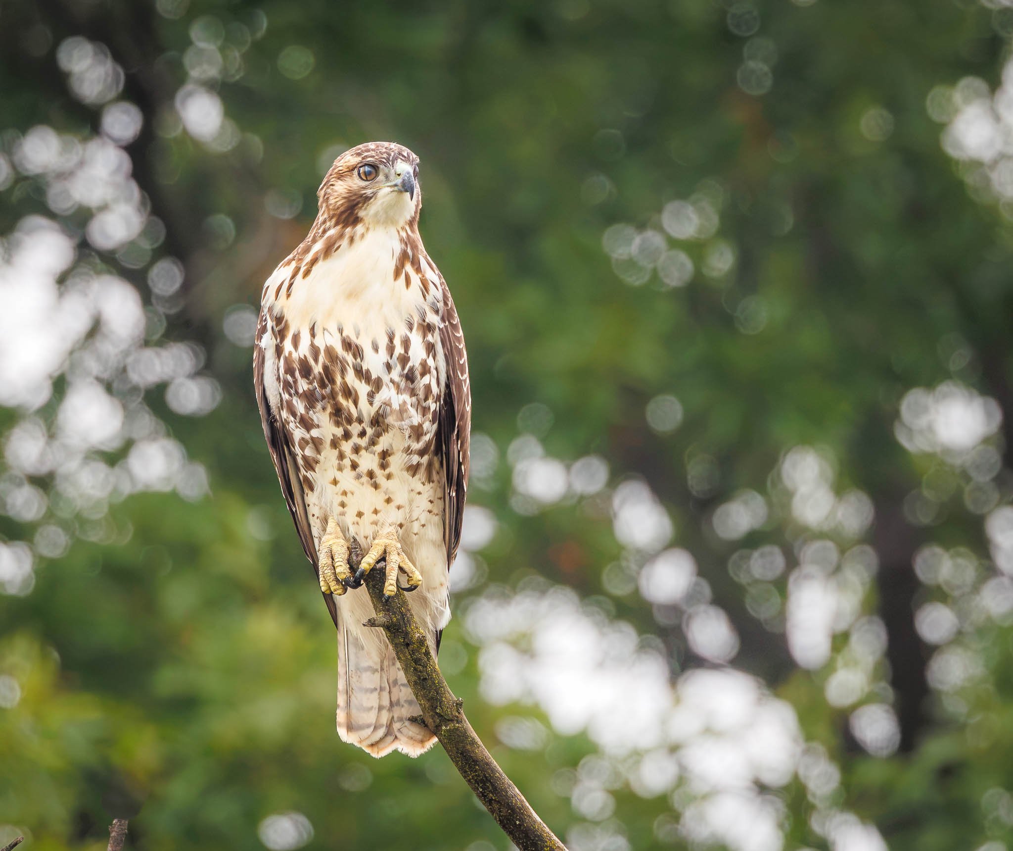 Red Tailed Hawk