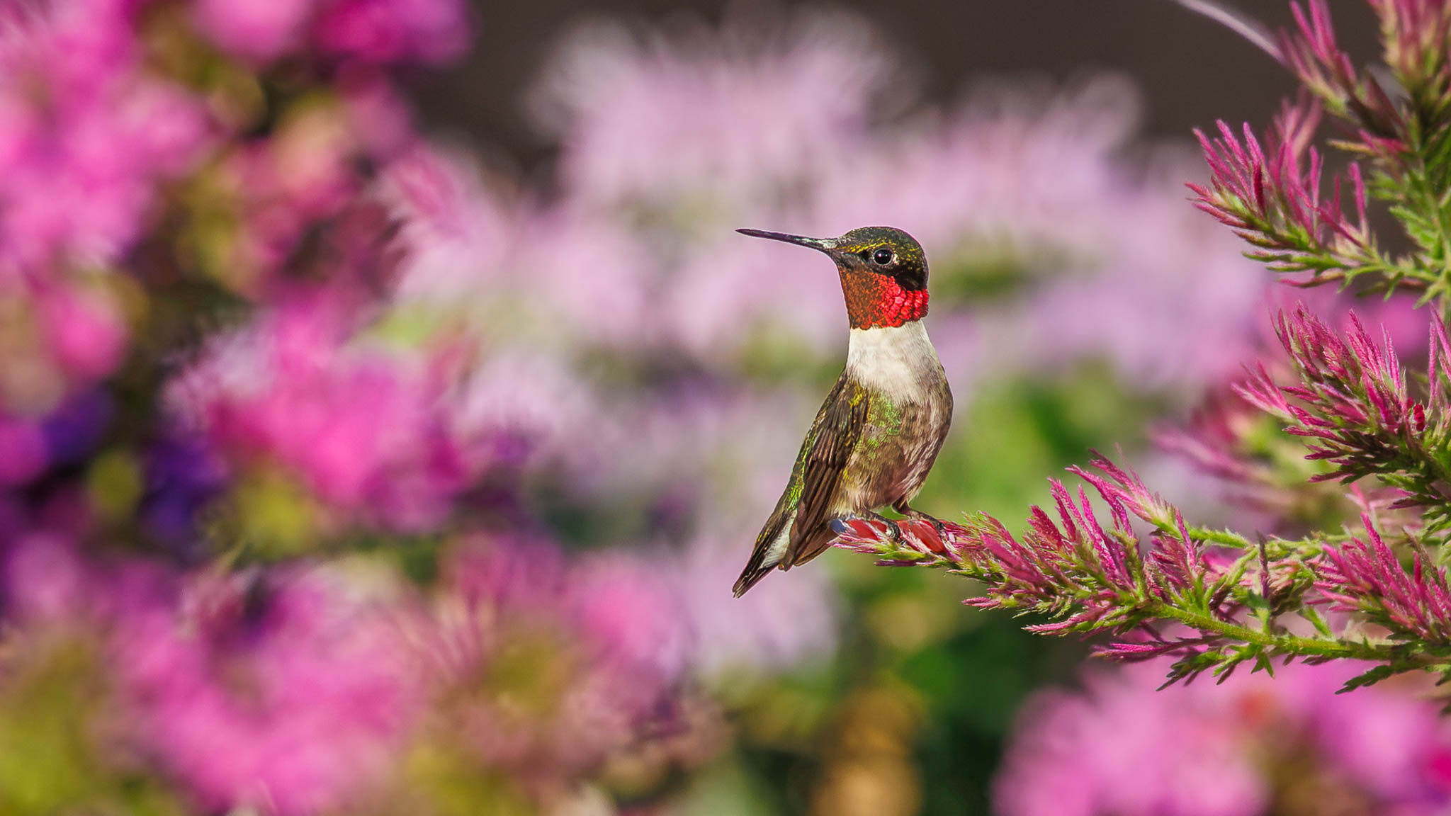 Ruby Throated Hummingbird