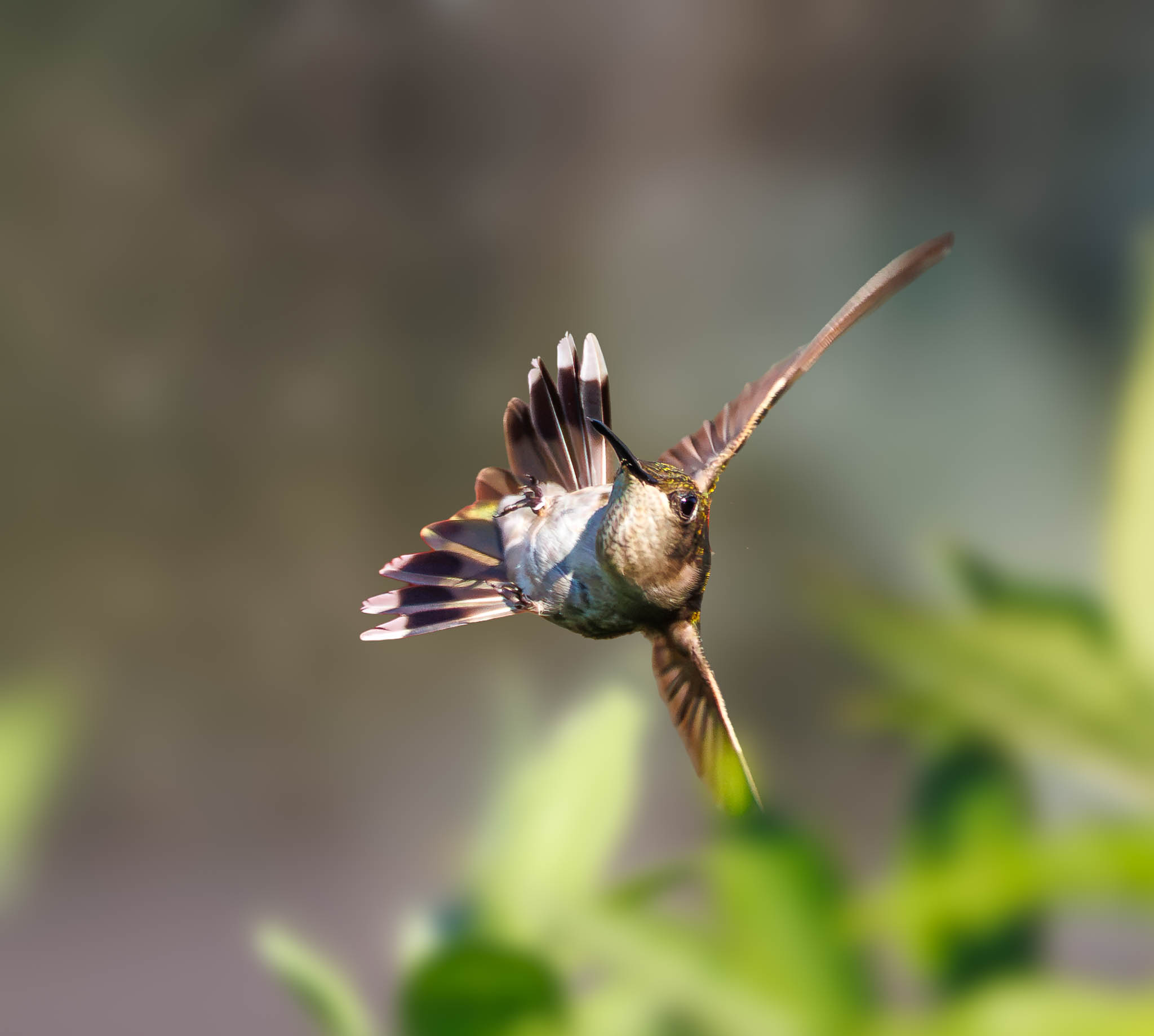 Ruby Throated Hummingbird