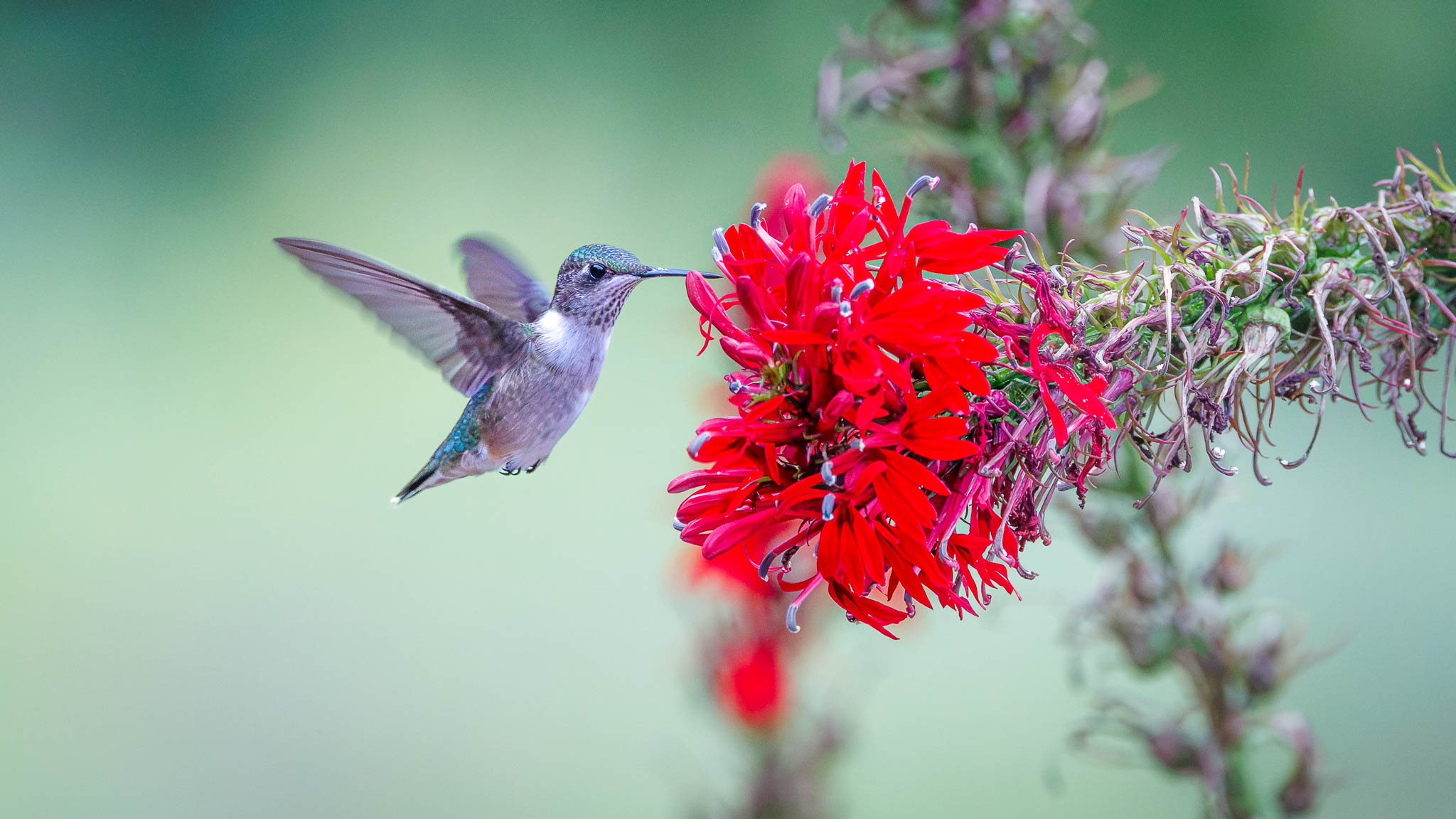 Ruby Throated Hummingbird
