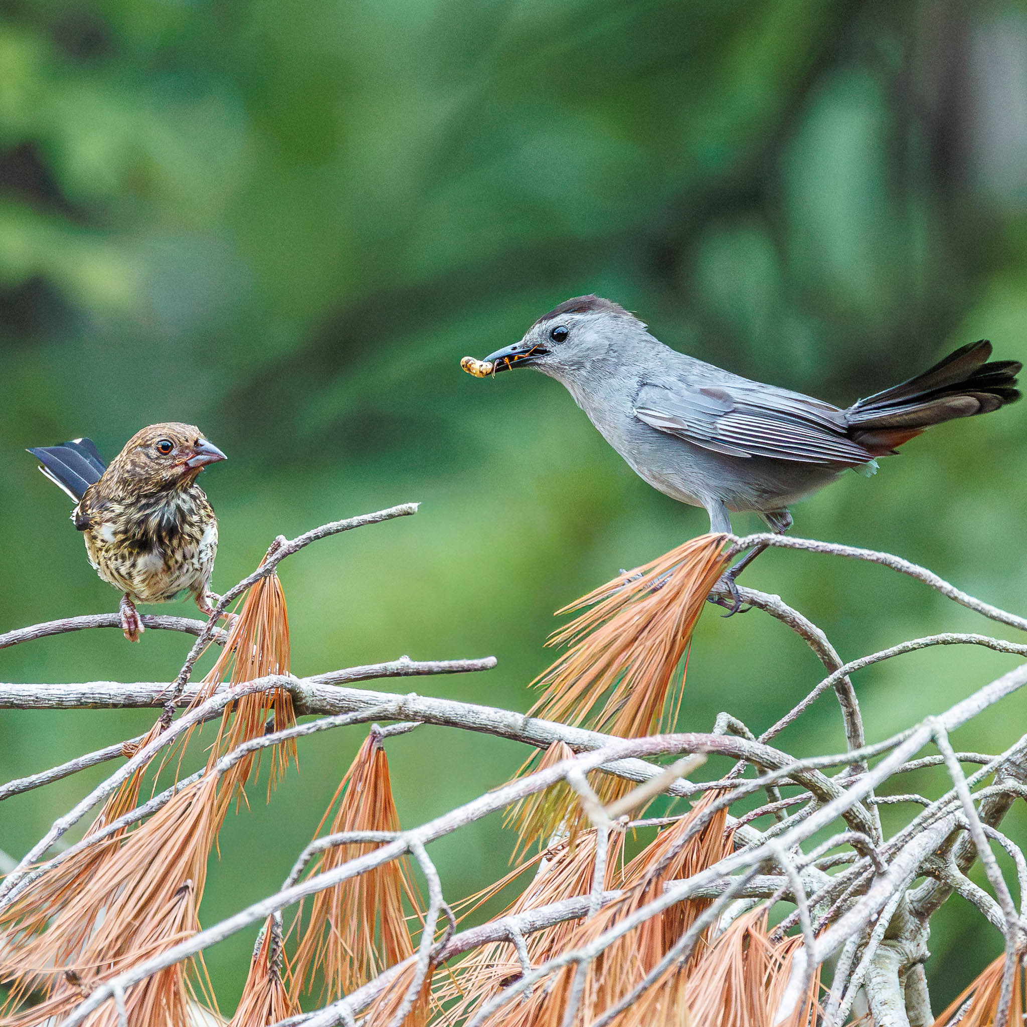 Gray Catbird