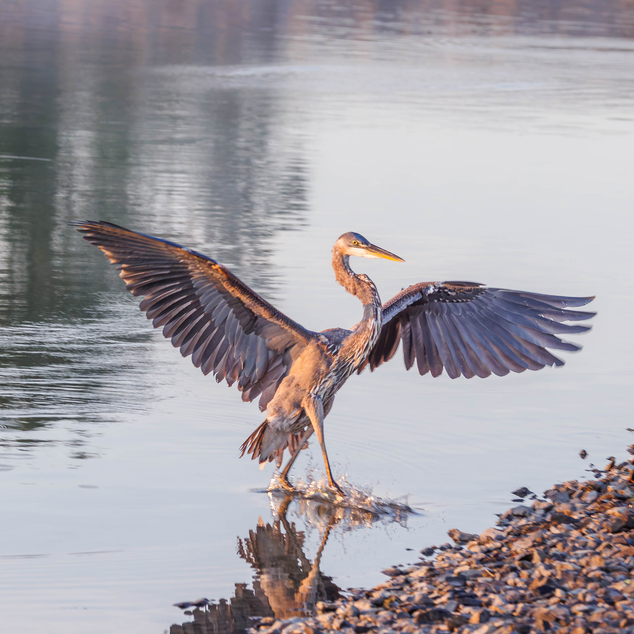 Great Blue Heron