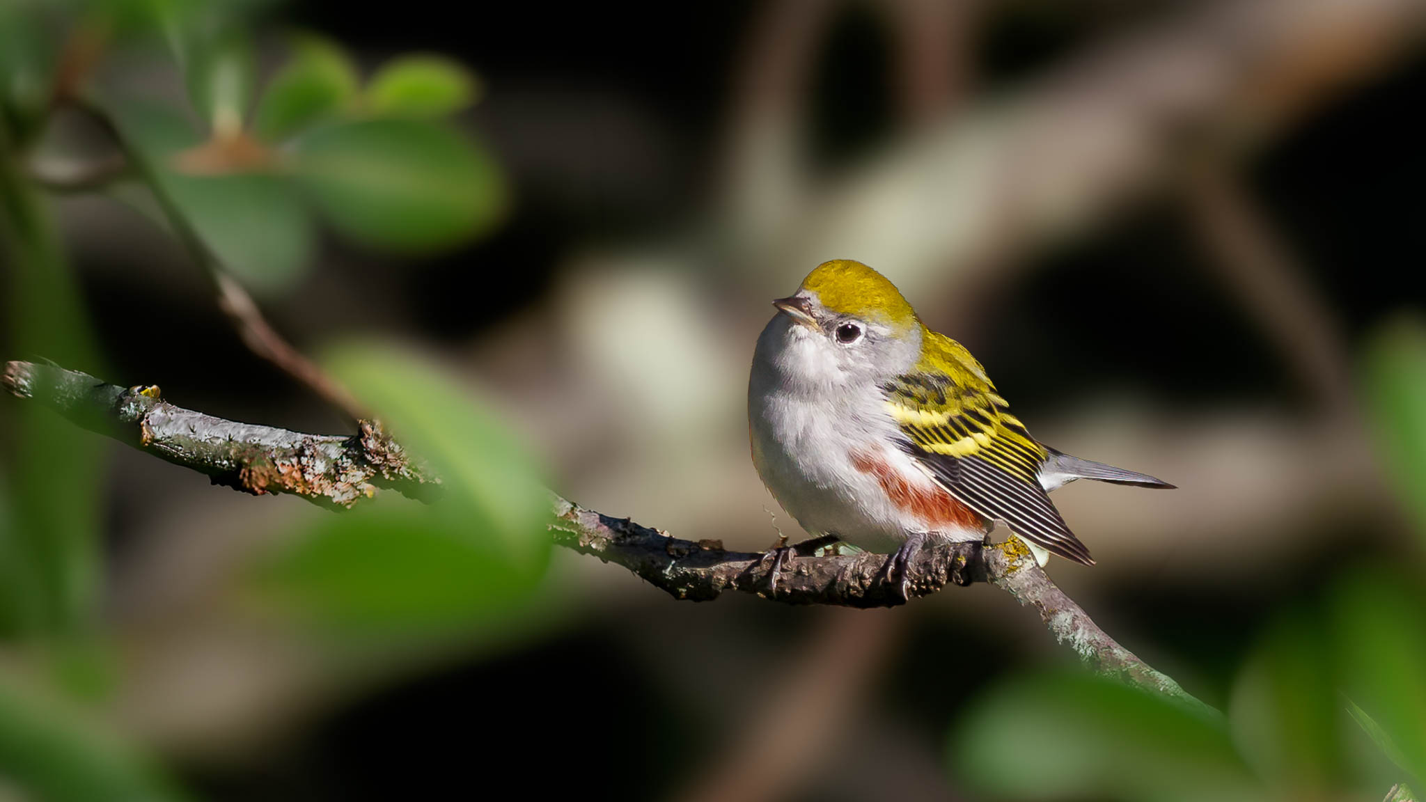 Chestnut Sided Warbler