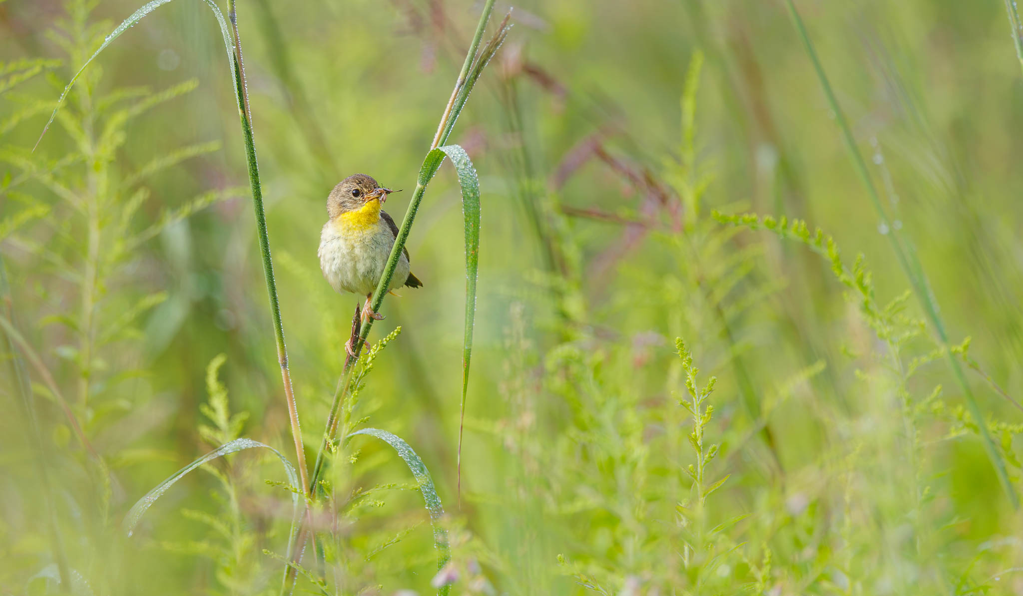Common Yellowthroat