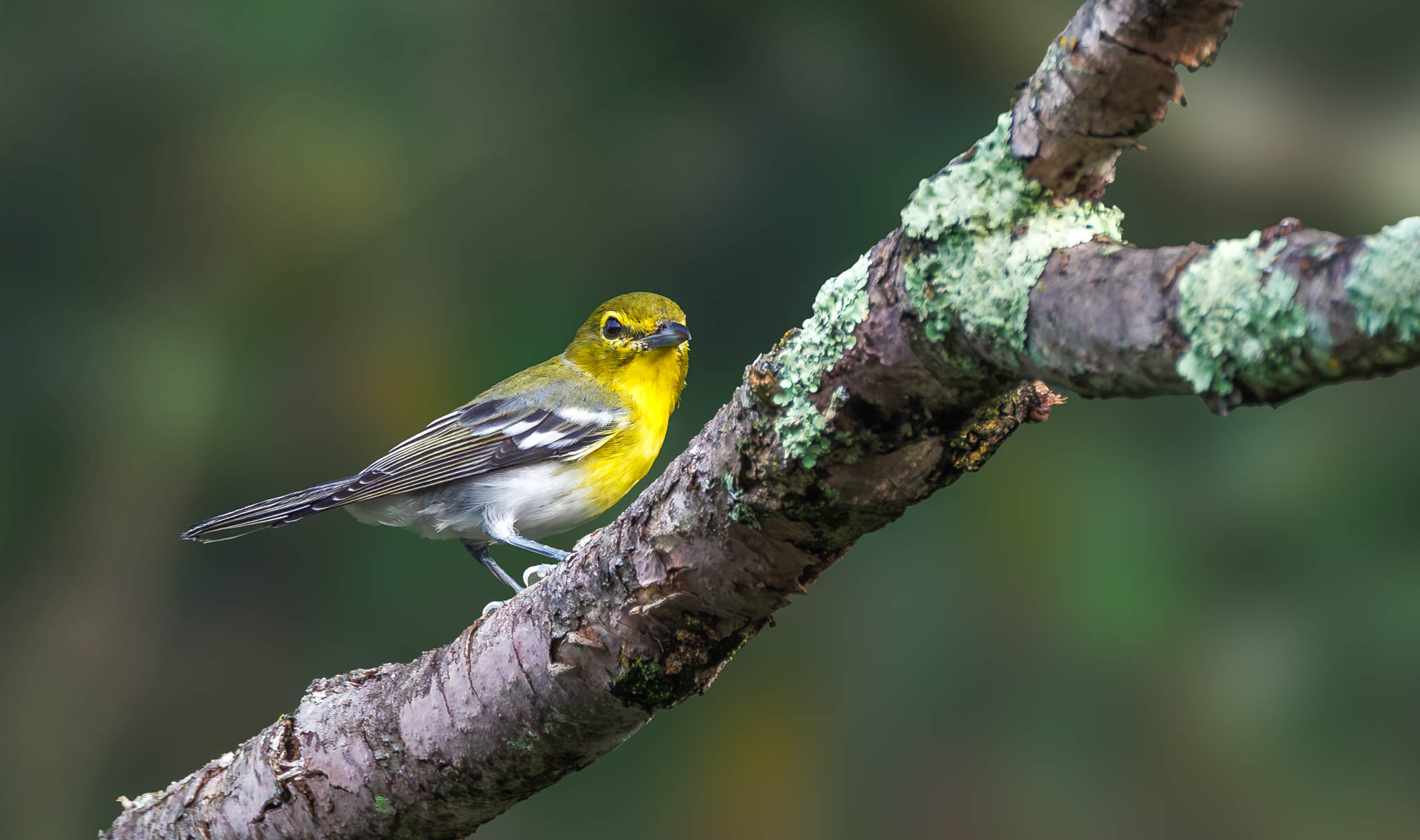 Yellow Throated Vireo