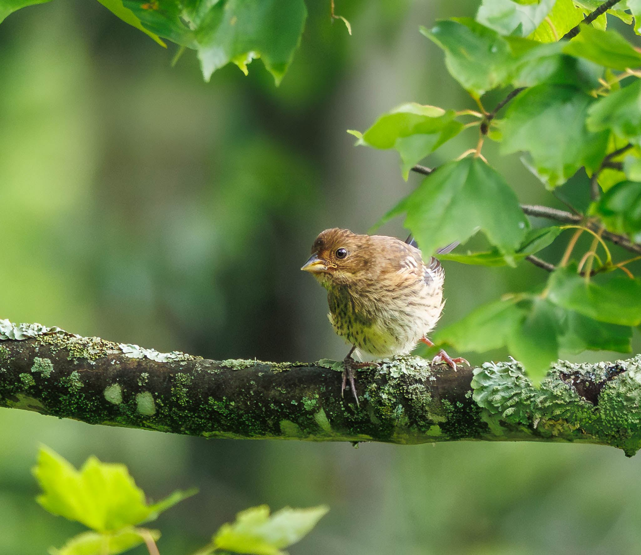 Eastern Towhee