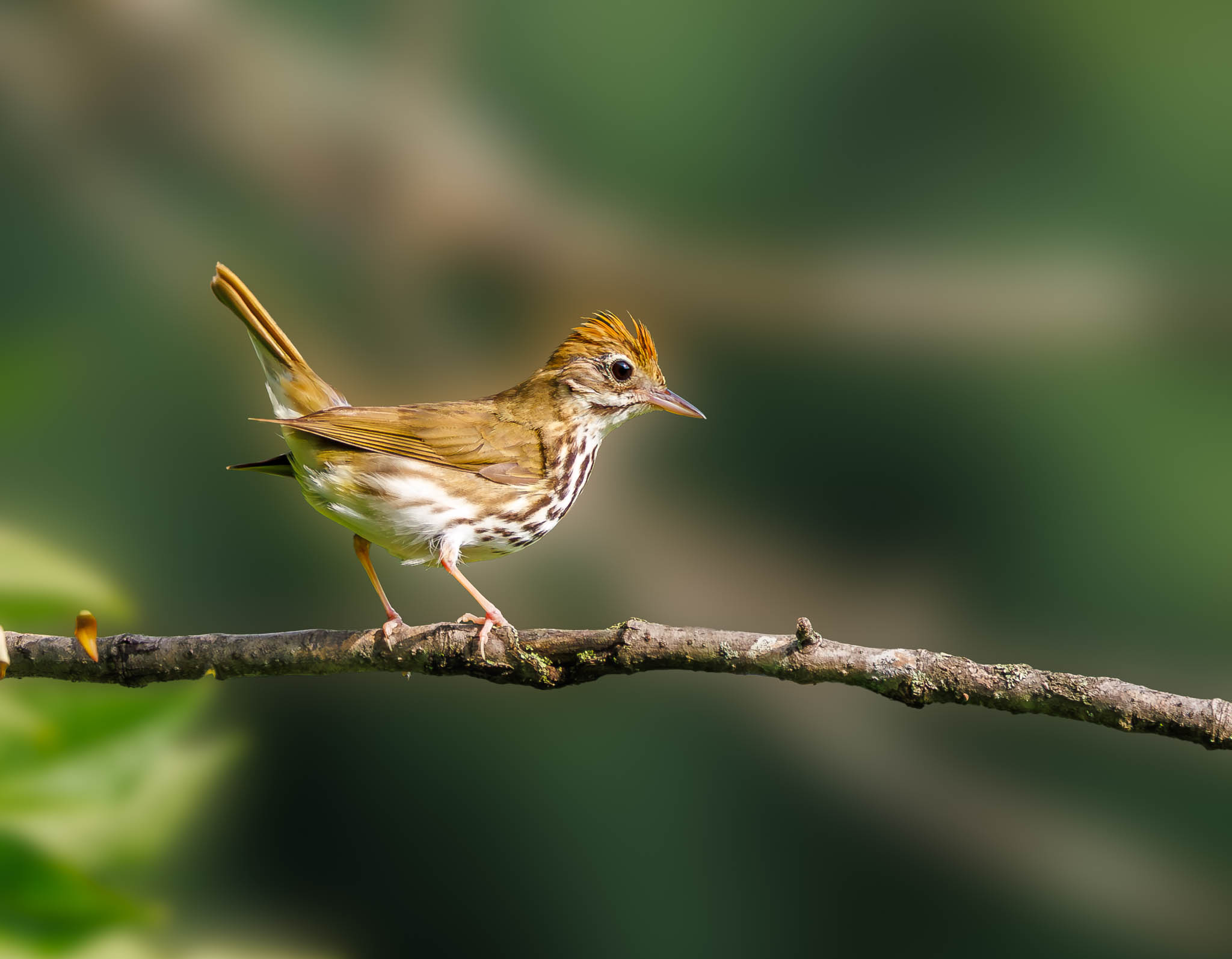 Ovenbird