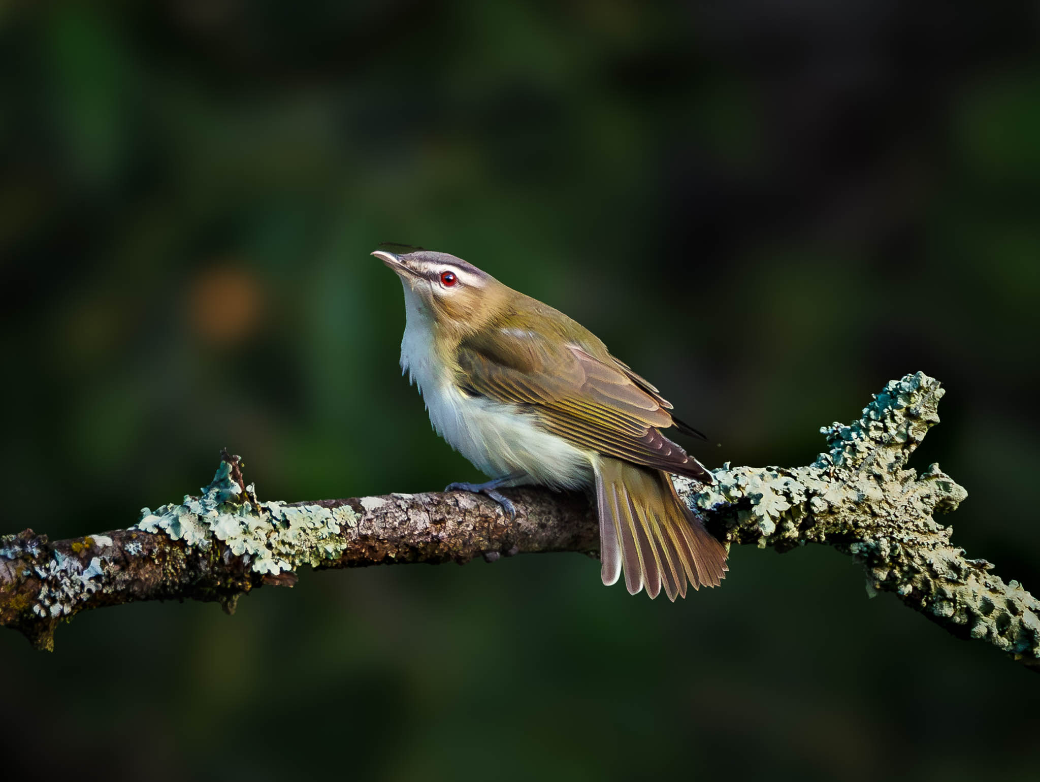 Red-eyed Vireo