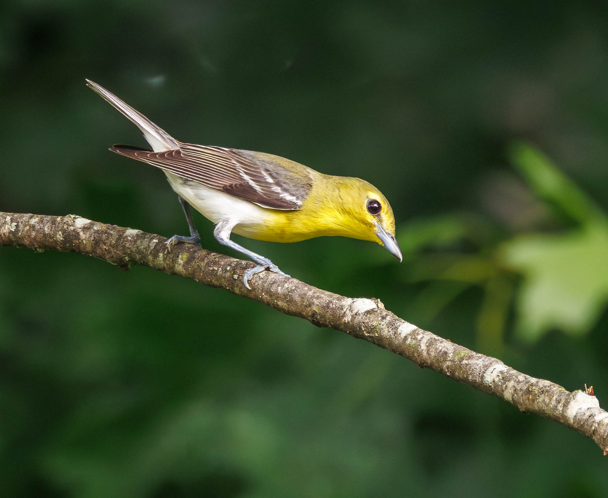 Yellow-throated Vireo