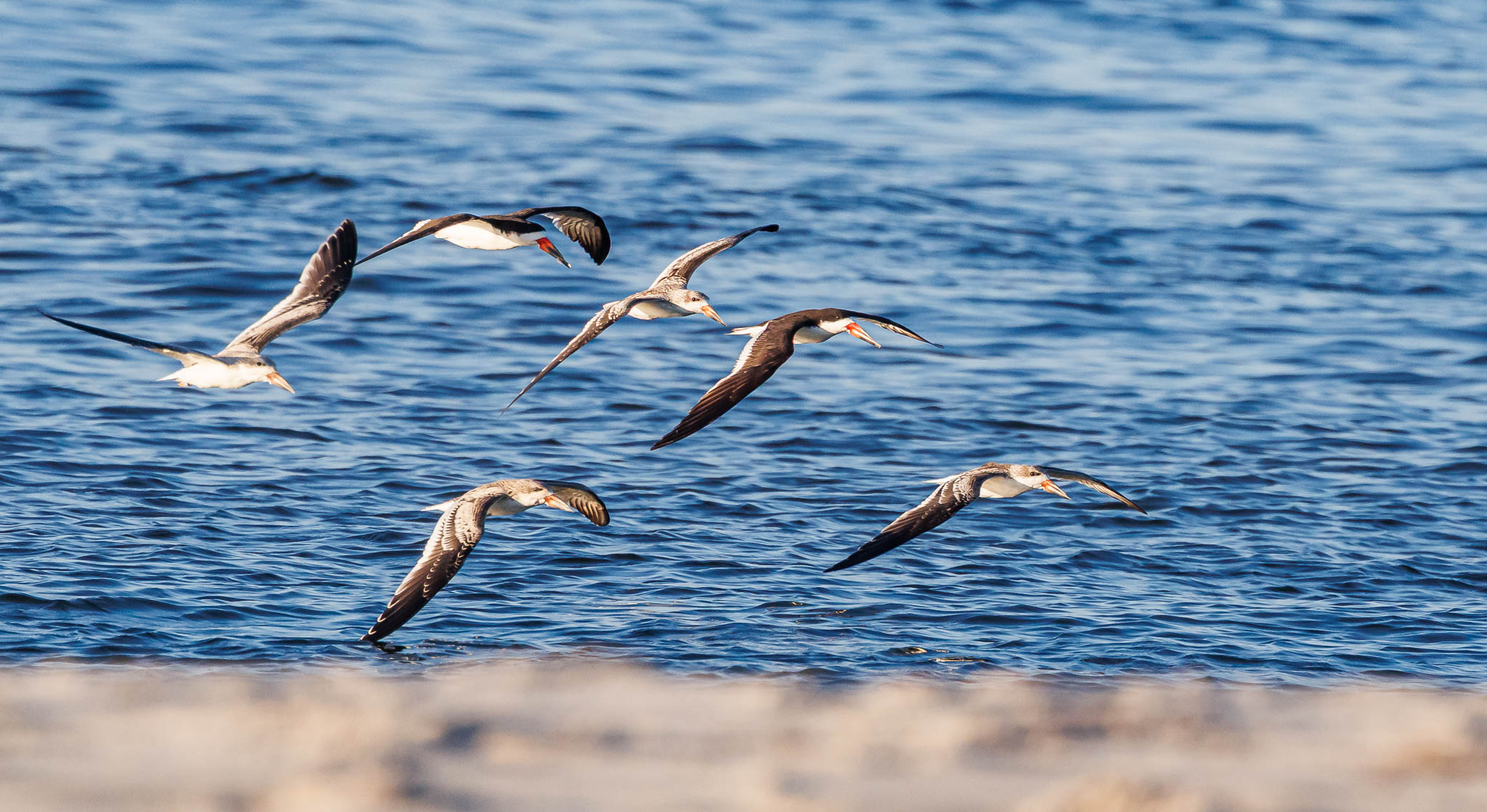 Black Skimmer