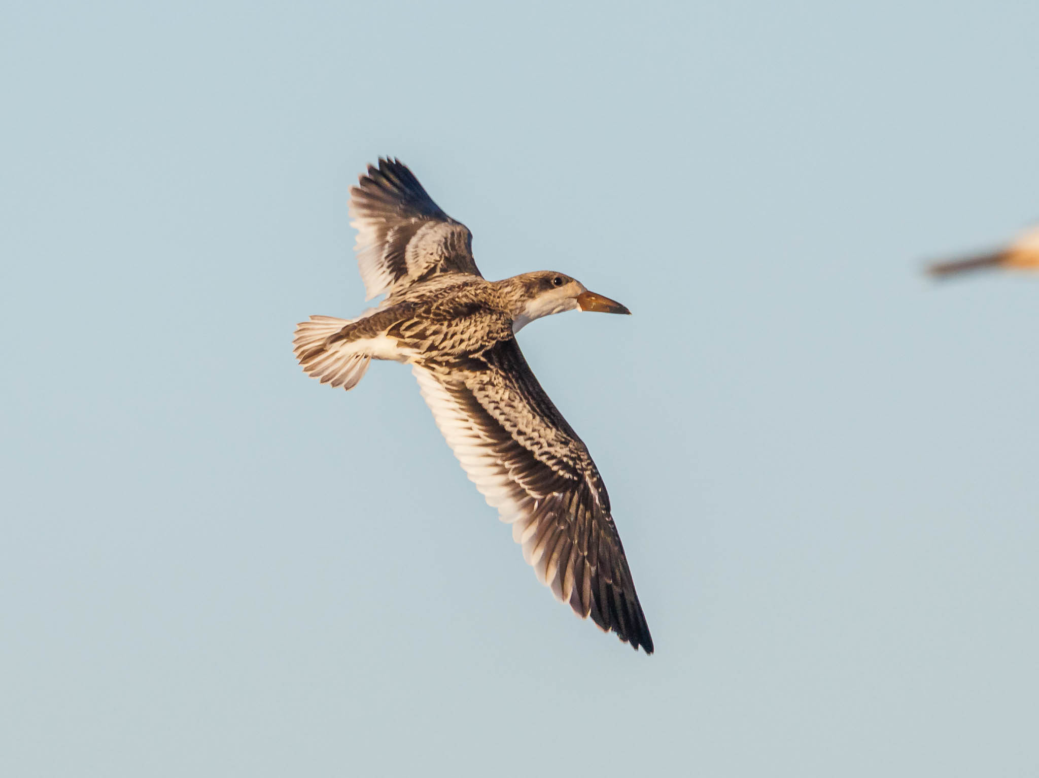 Black Skimmer