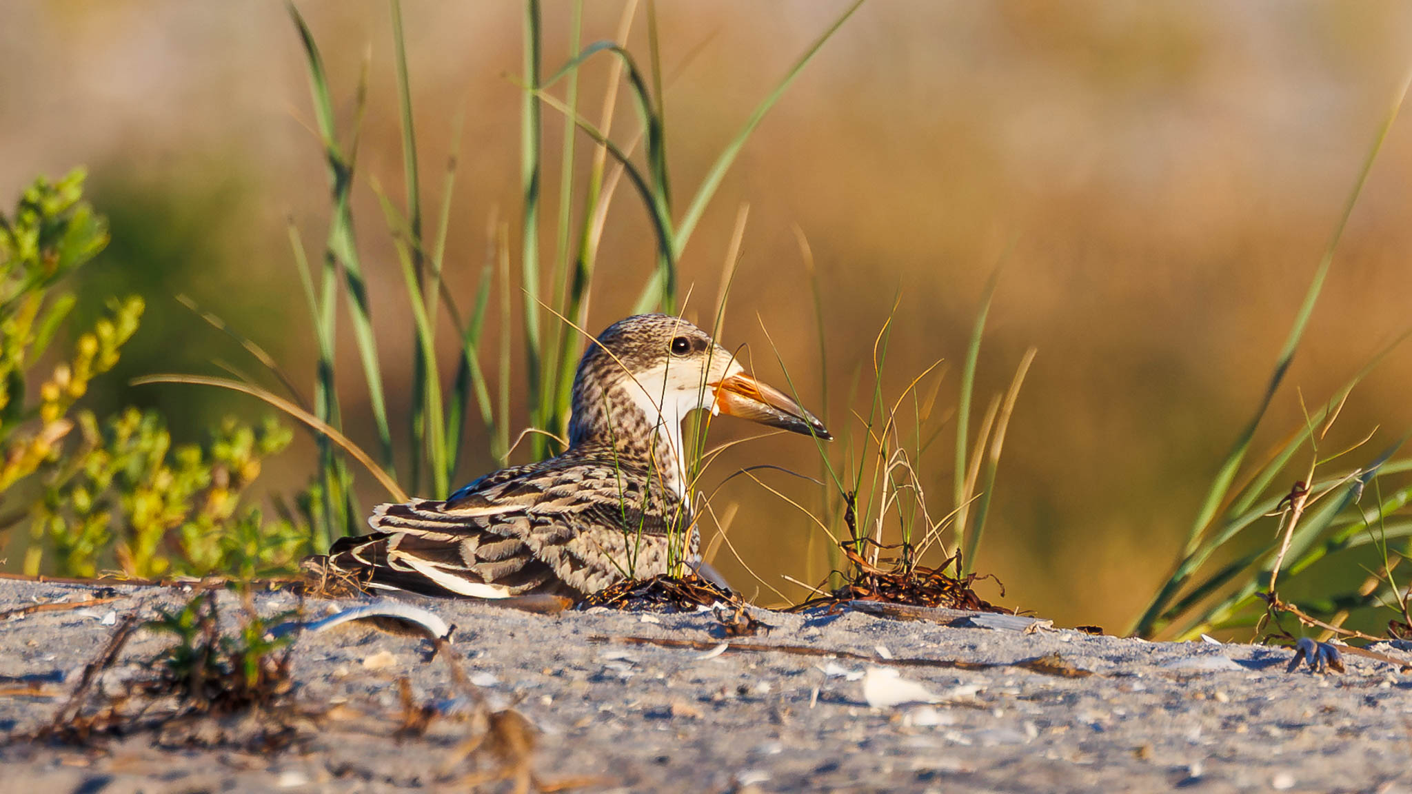 Black Skimmer