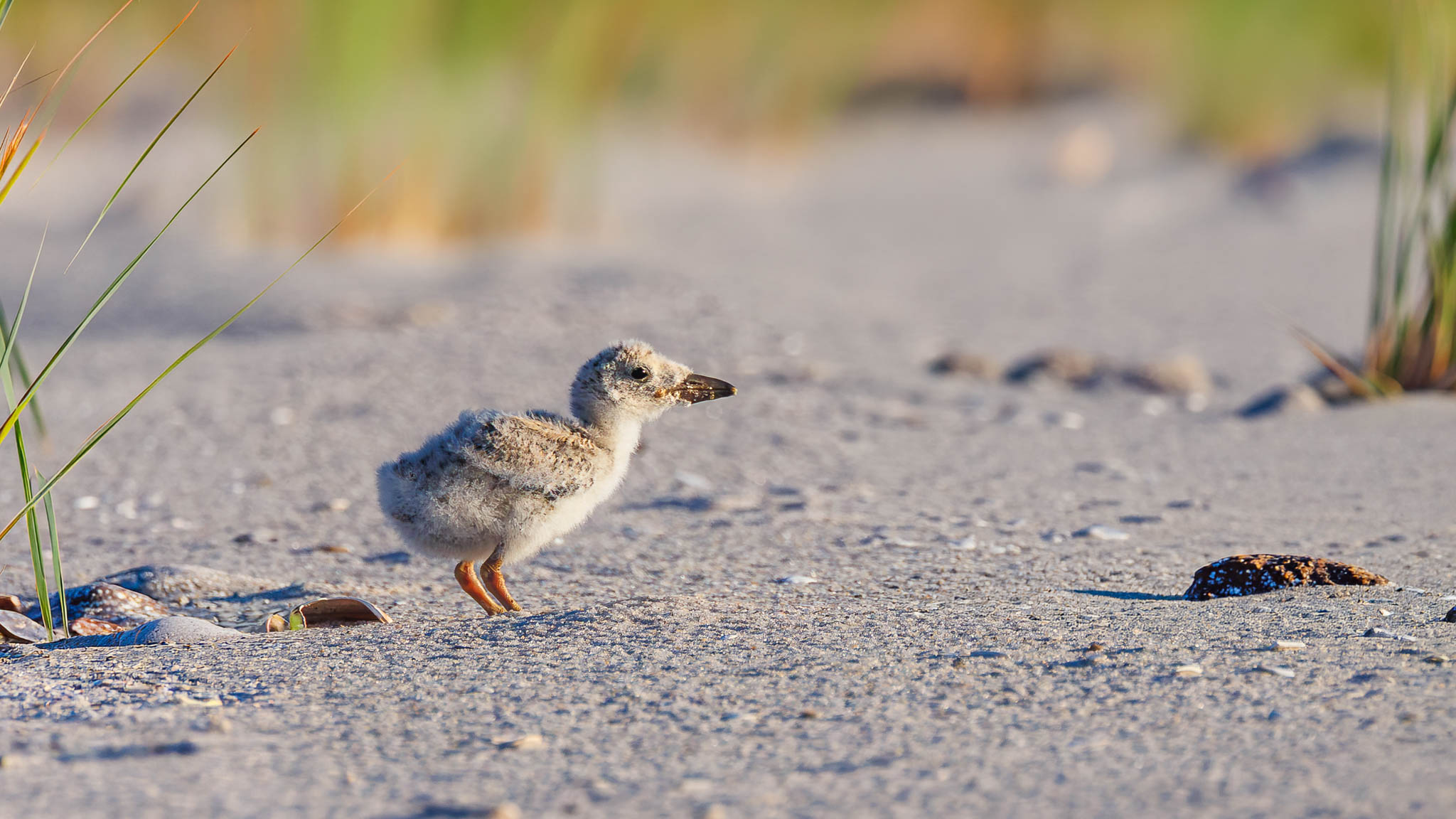 Black Skimmer
