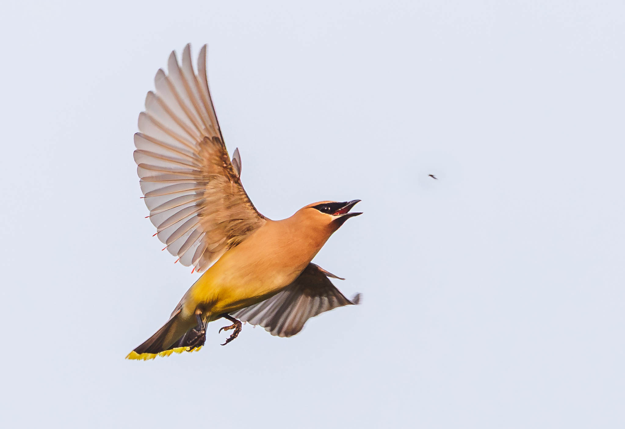 Cedar Waxwing
