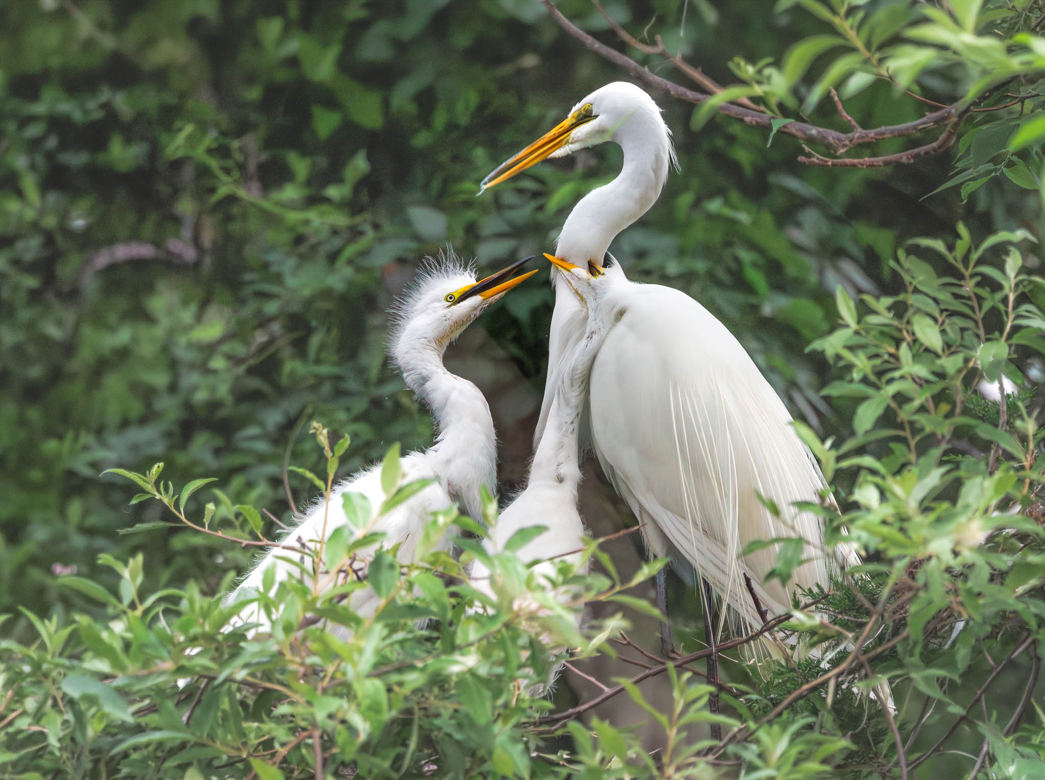 Great Egret