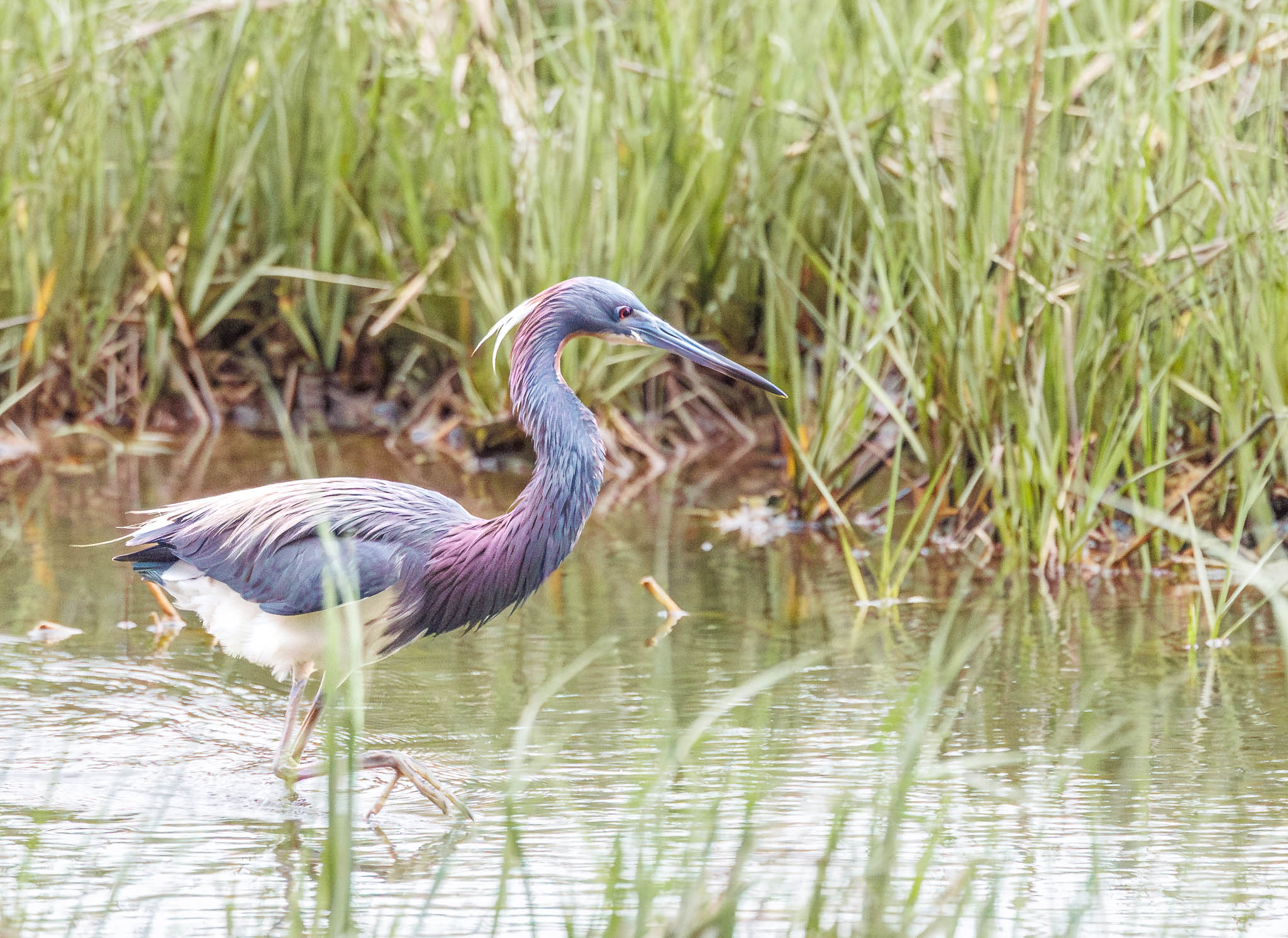 Tricolored Heron