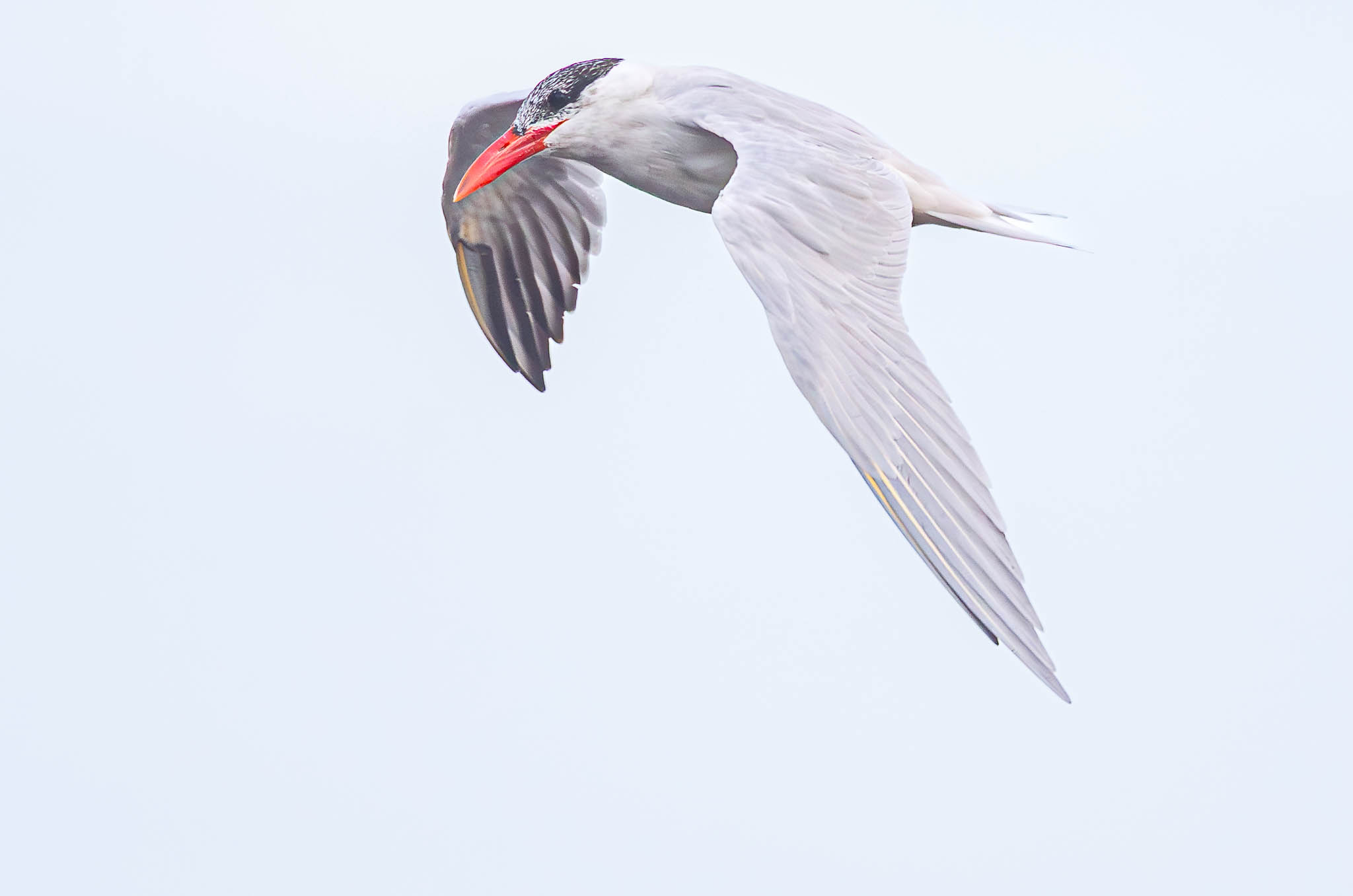 Caspian Tern