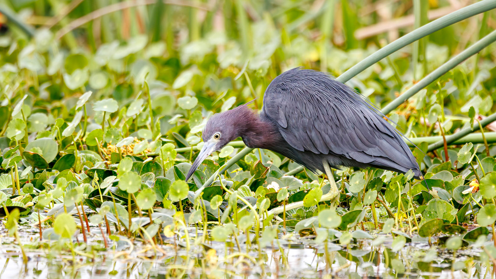 Little Blue Heron