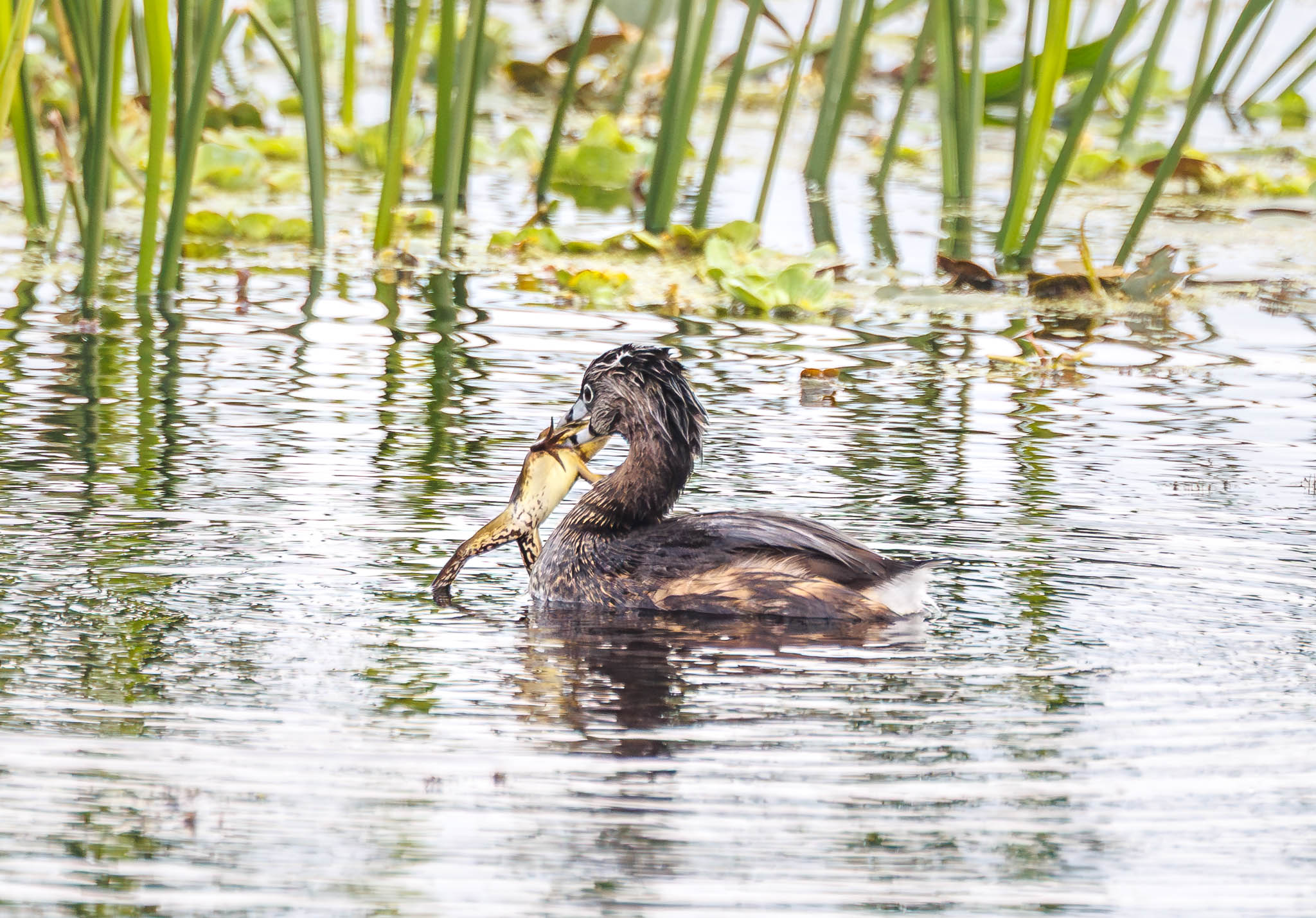 Pied-billed Grebe