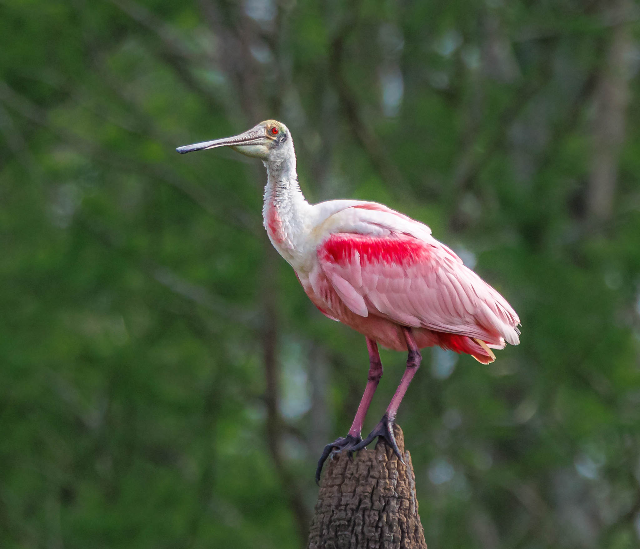 Roseate Spoonbill